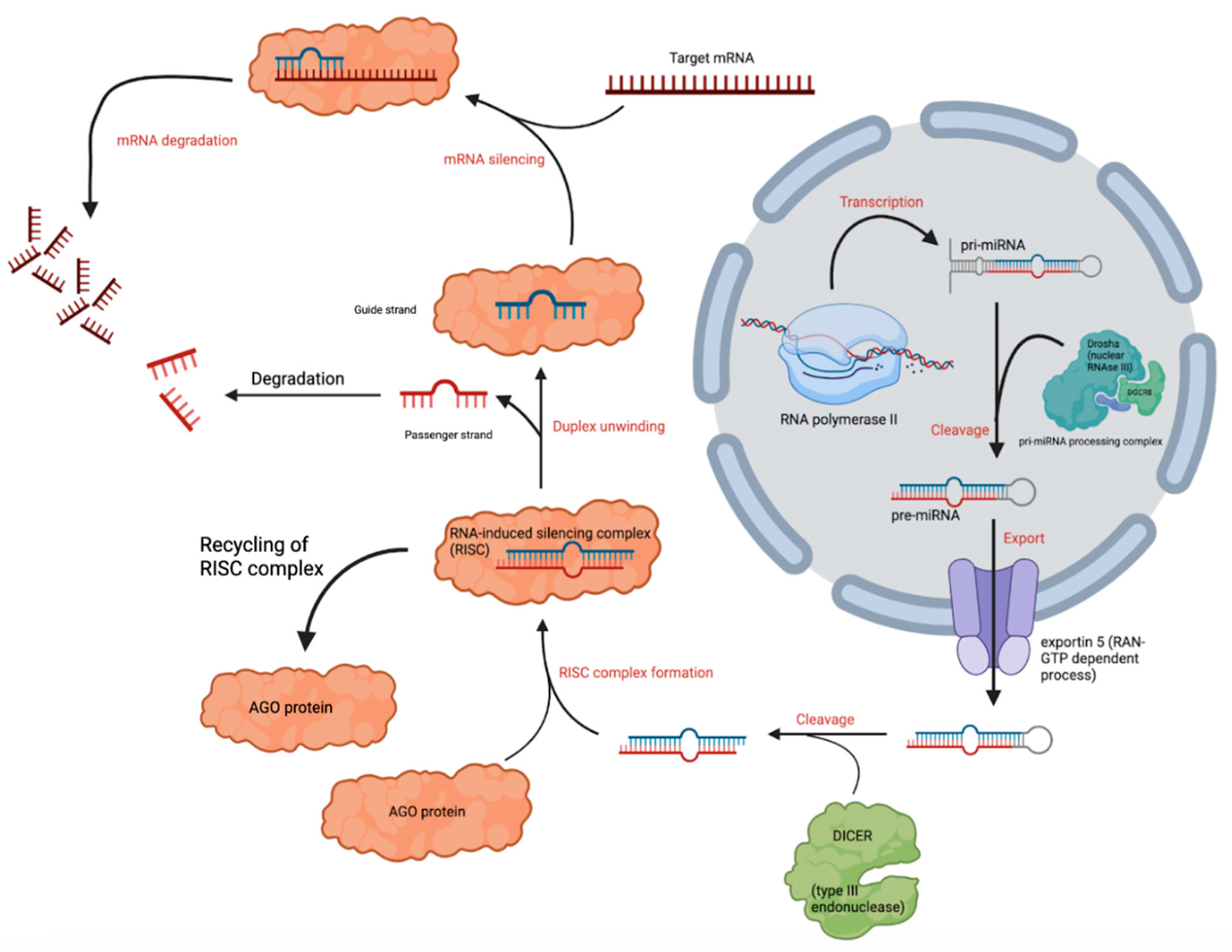 Biomolecules 15 01109 g001