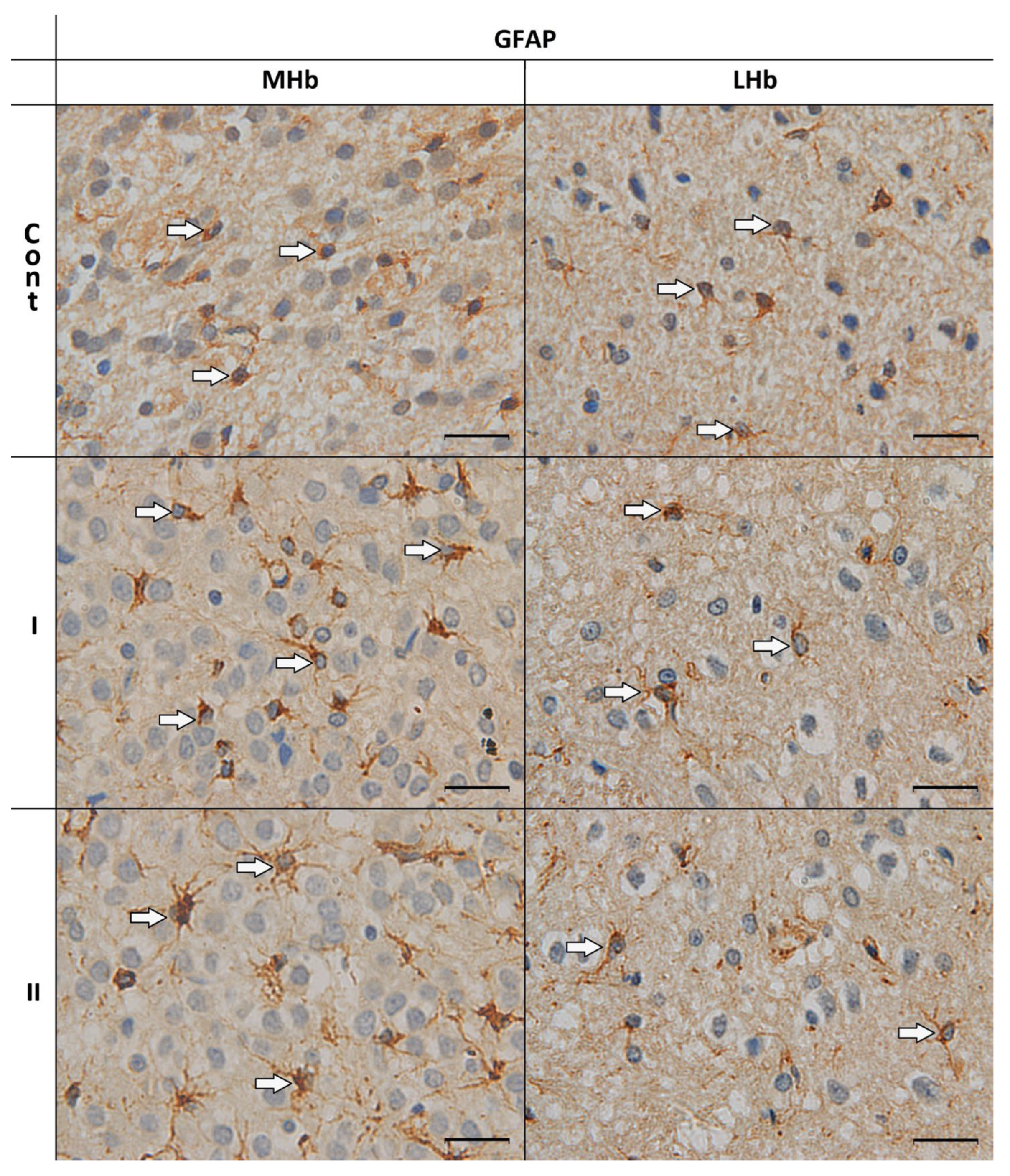 Biomolecules 15 01111 g001 Biomolecules 15 01111 g001