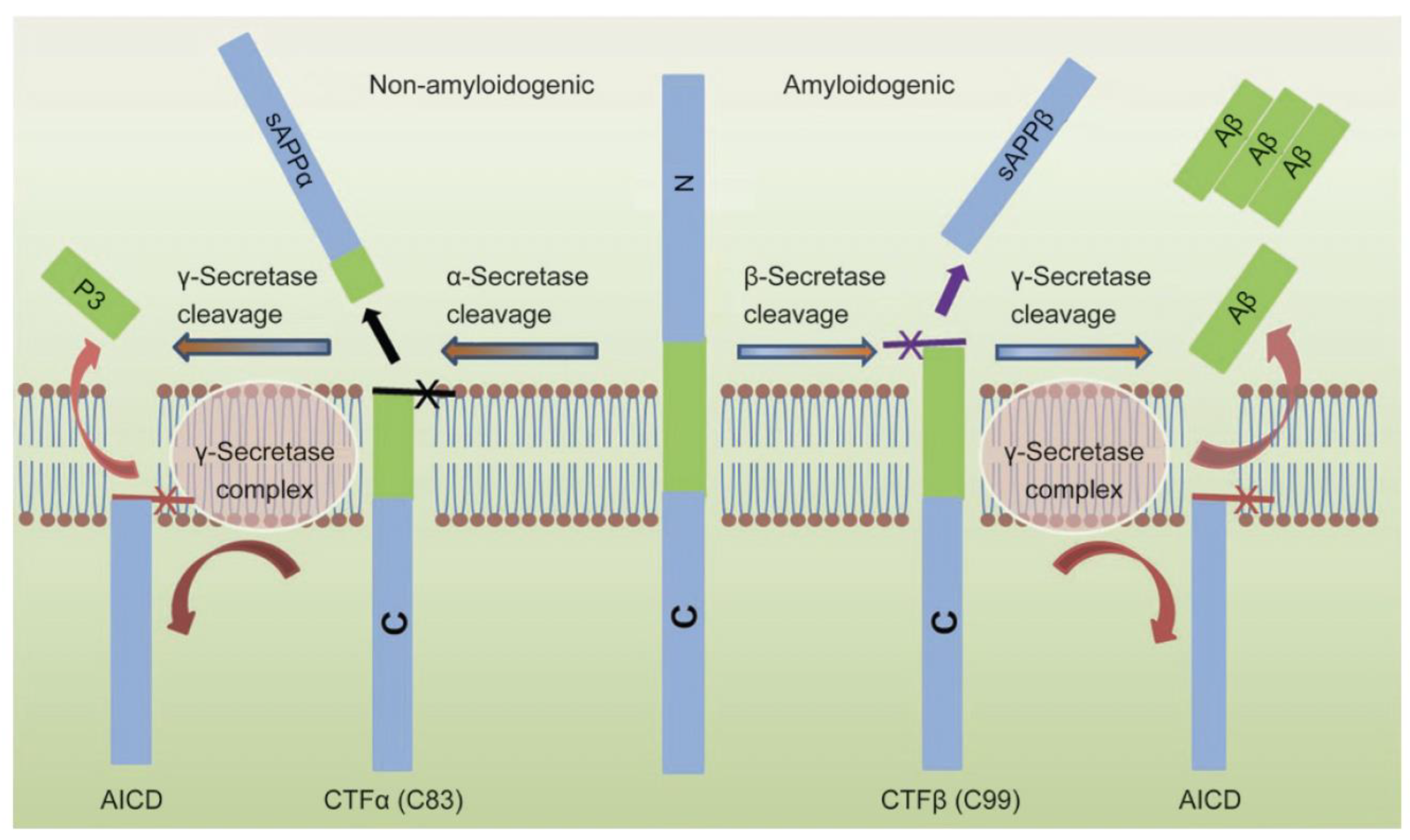 Biomolecules 15 01114 g004 Biomolecules 15 01114 g004