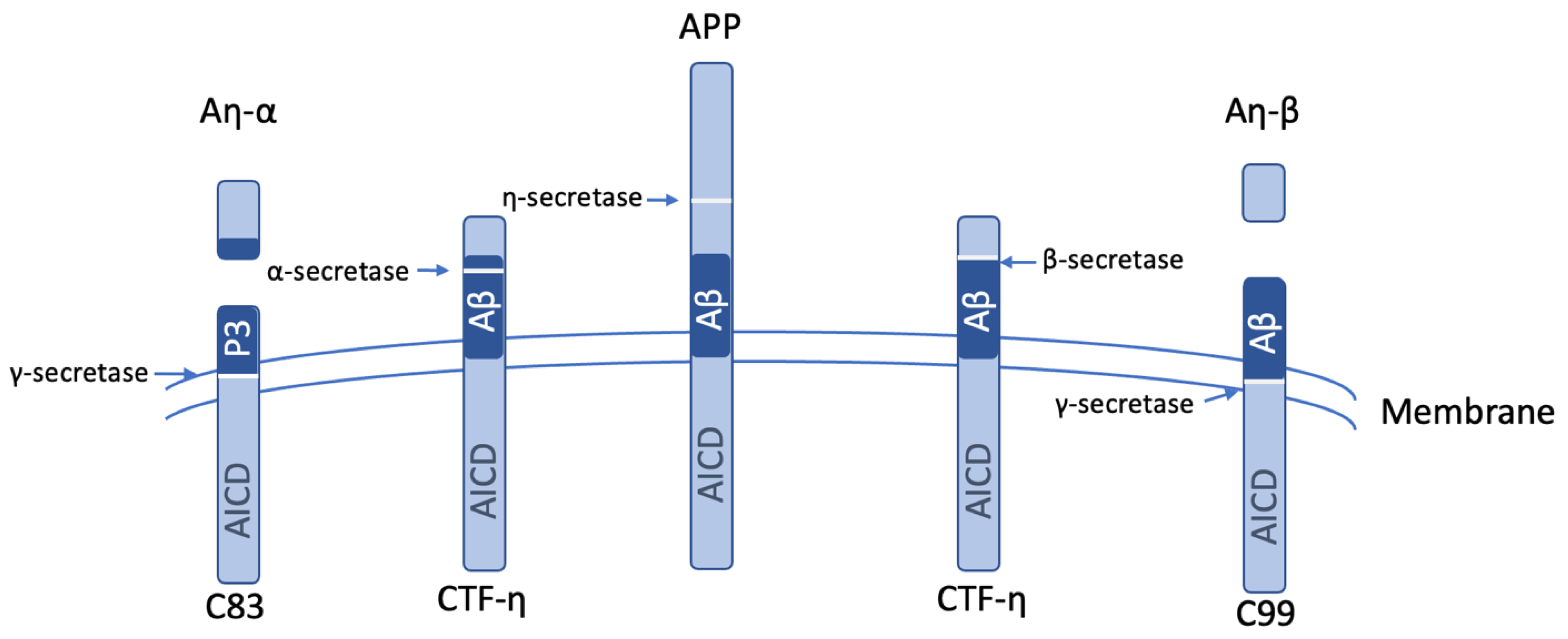Biomolecules 15 01114 g005 Biomolecules 15 01114 g005