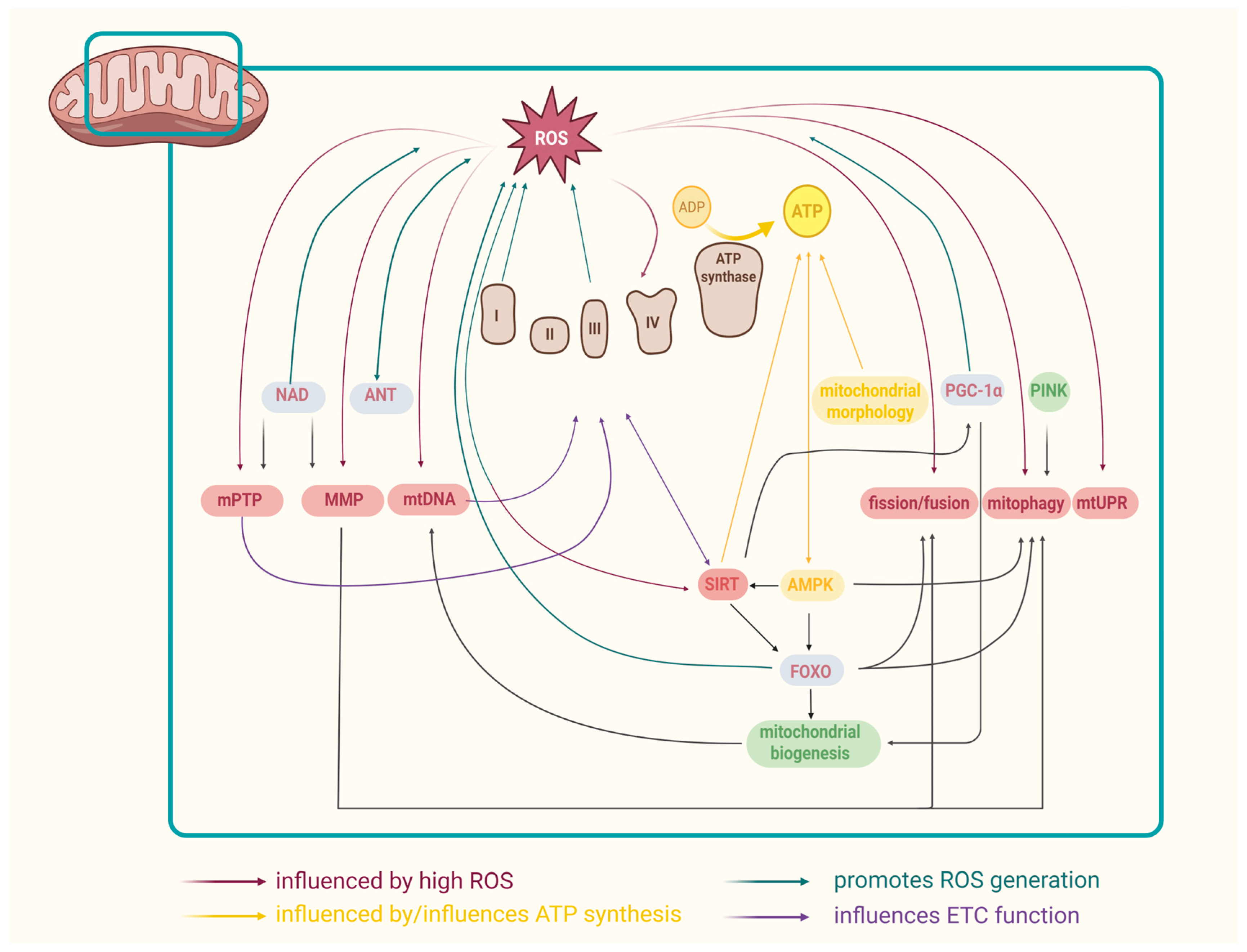 Biomolecules 15 01116 g003