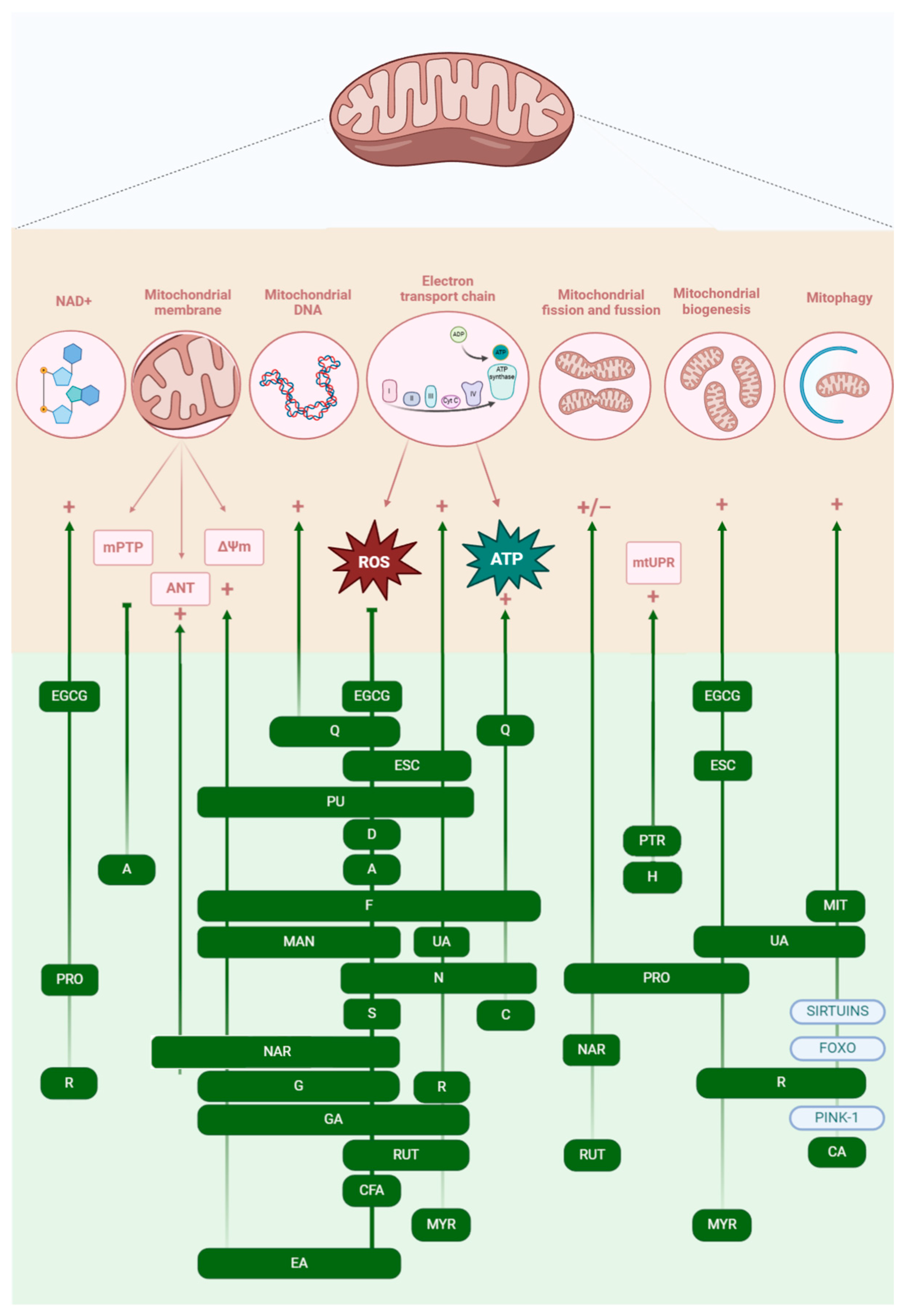 Biomolecules 15 01116 g004