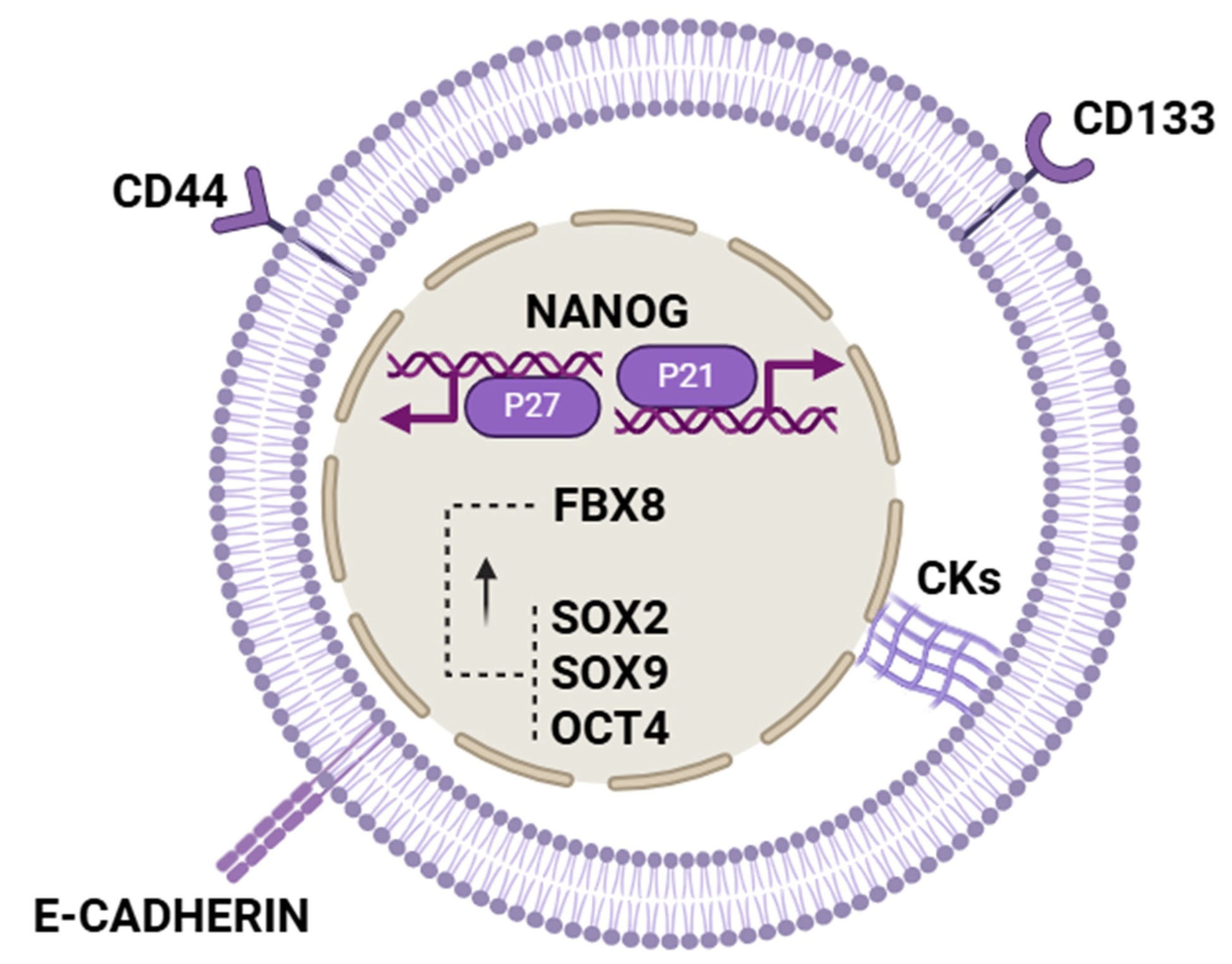 Biomolecules 15 01119 g003 Biomolecules 15 01119 g003