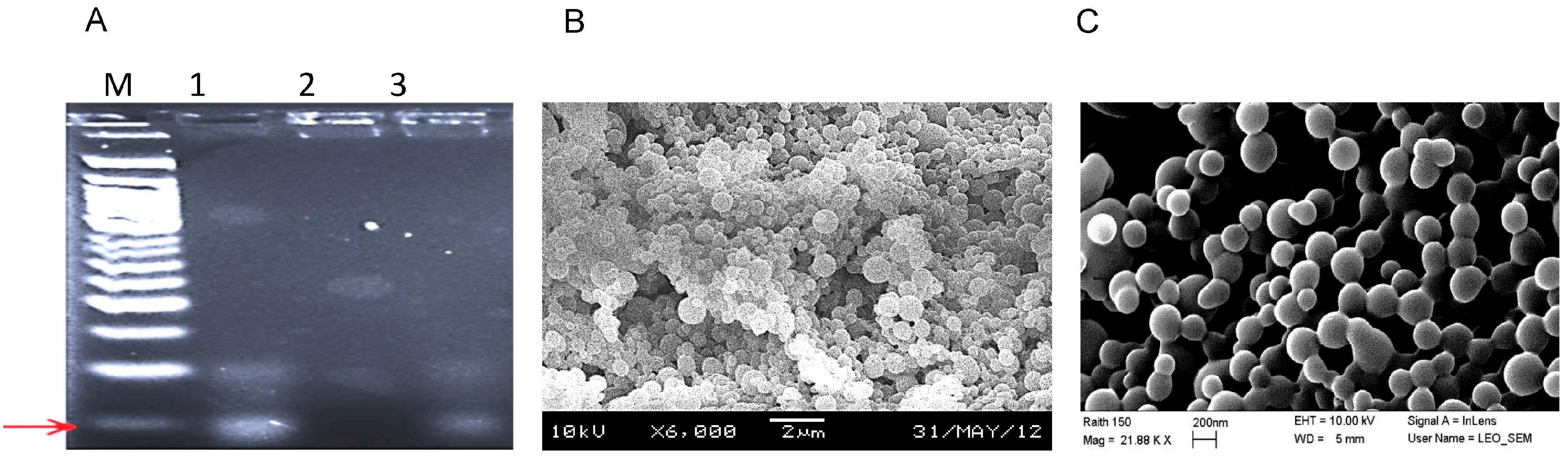 Biomolecules 15 01123 g001 Biomolecules 15 01123 g001