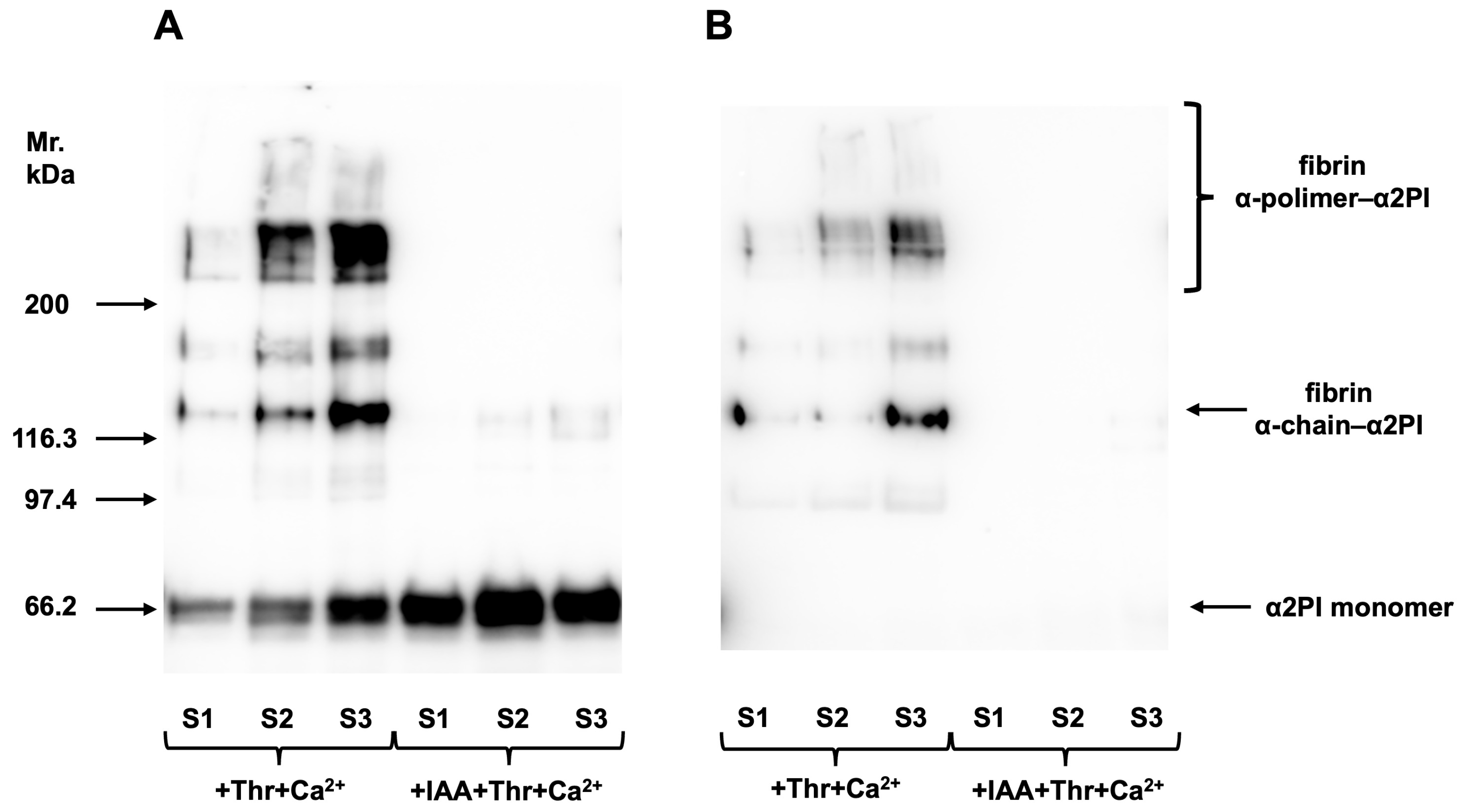 Biomolecules 15 01127 g002 Biomolecules 15 01127 g002