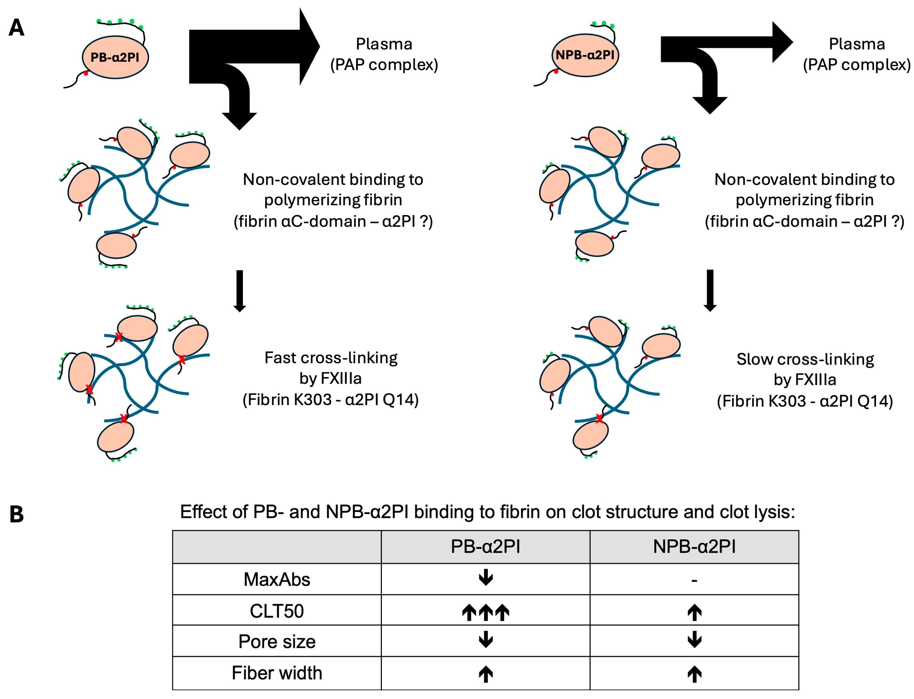 Biomolecules 15 01127 g006 Biomolecules 15 01127 g006