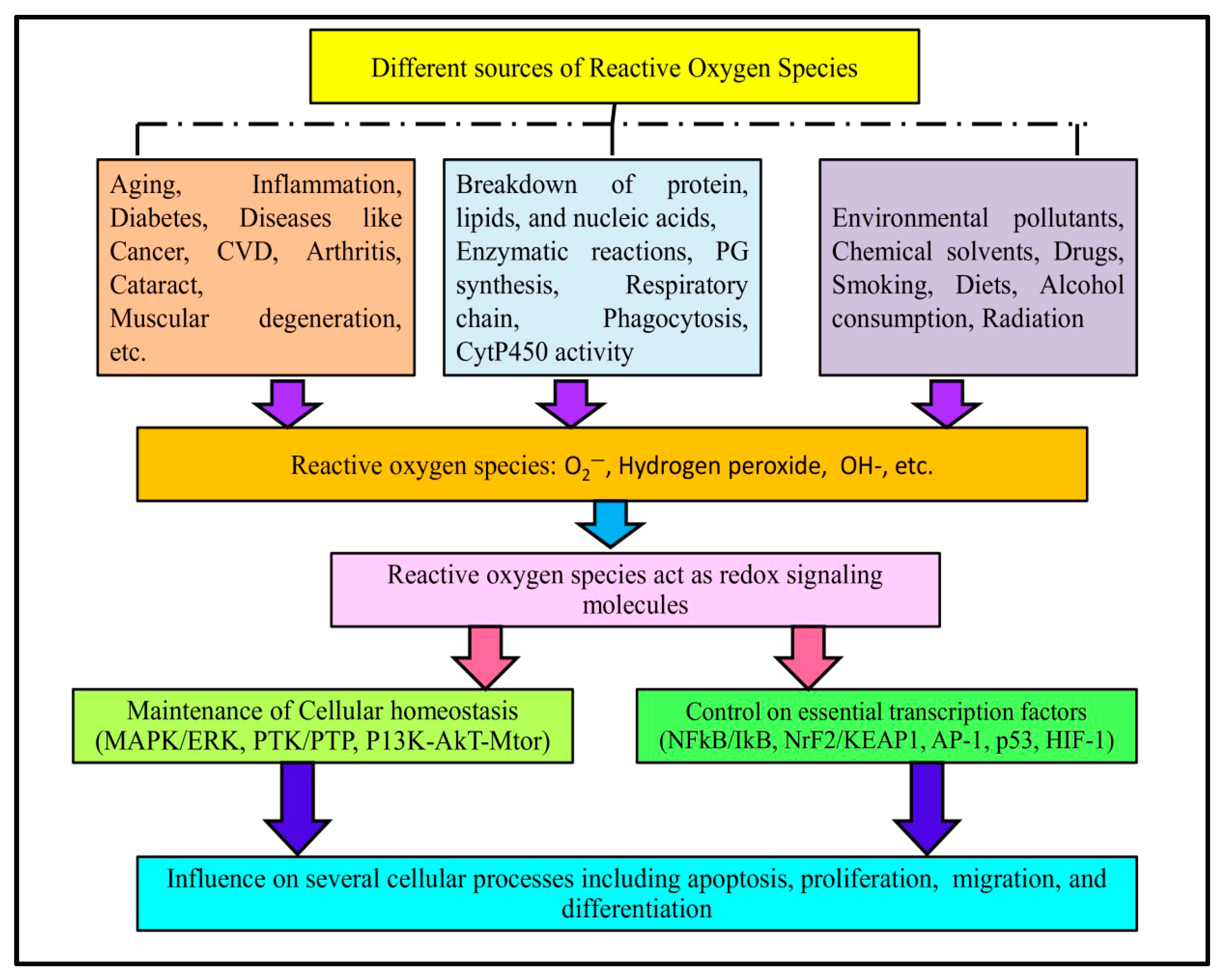 Biomolecules 15 01130 g001 Biomolecules 15 01130 g001