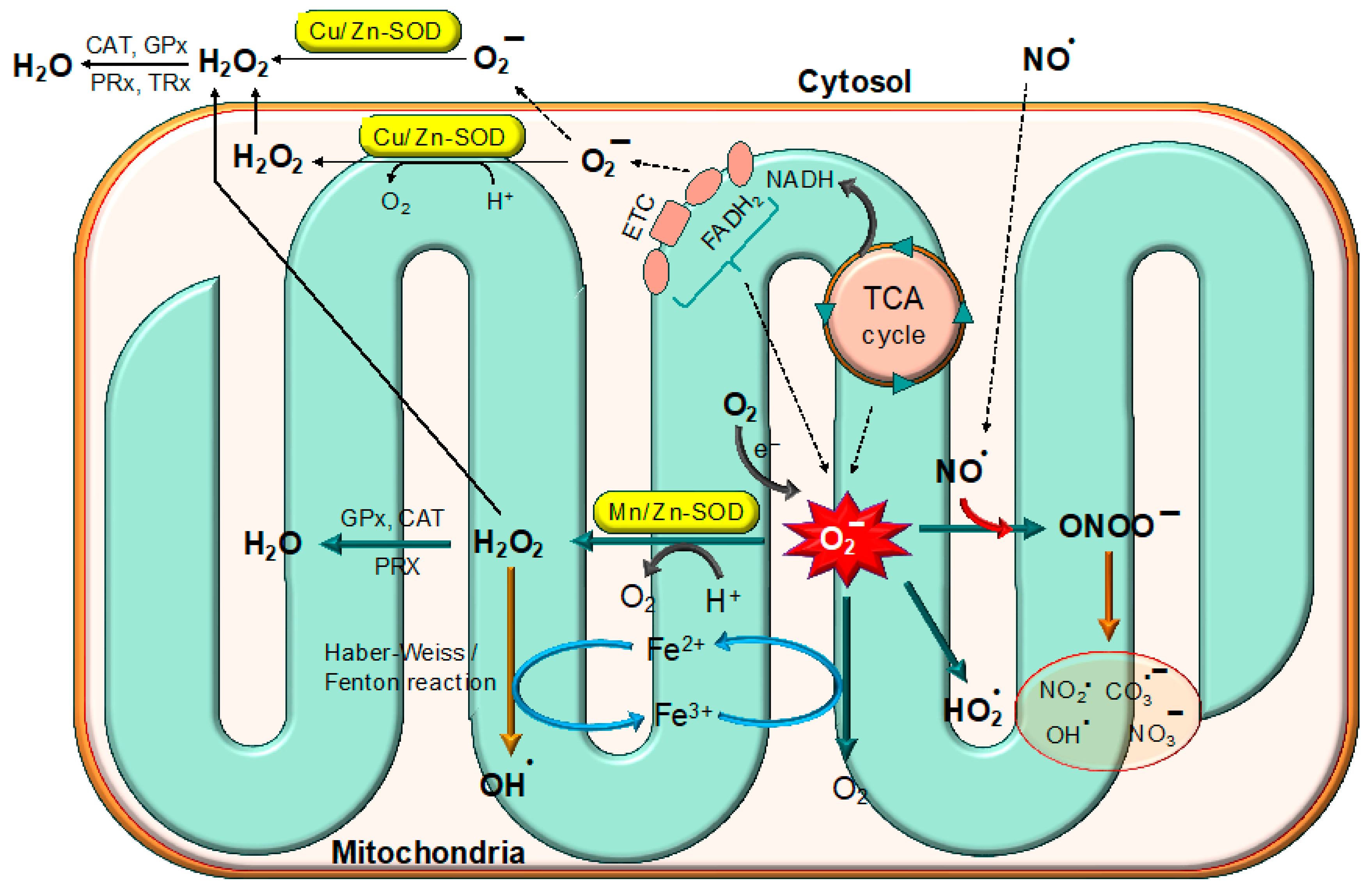 Biomolecules 15 01130 g002 Biomolecules 15 01130 g002