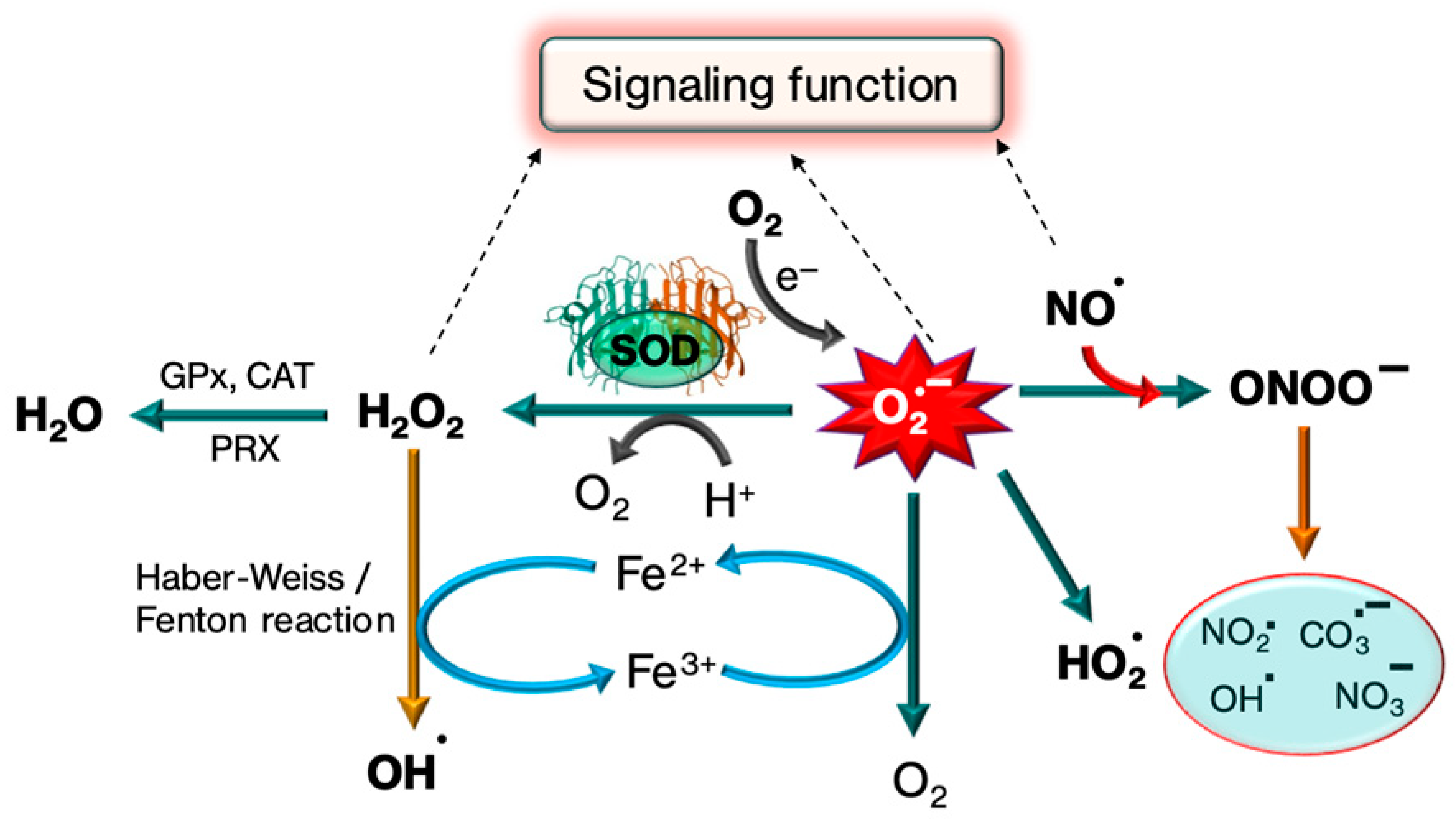 Biomolecules 15 01130 g004 Biomolecules 15 01130 g004