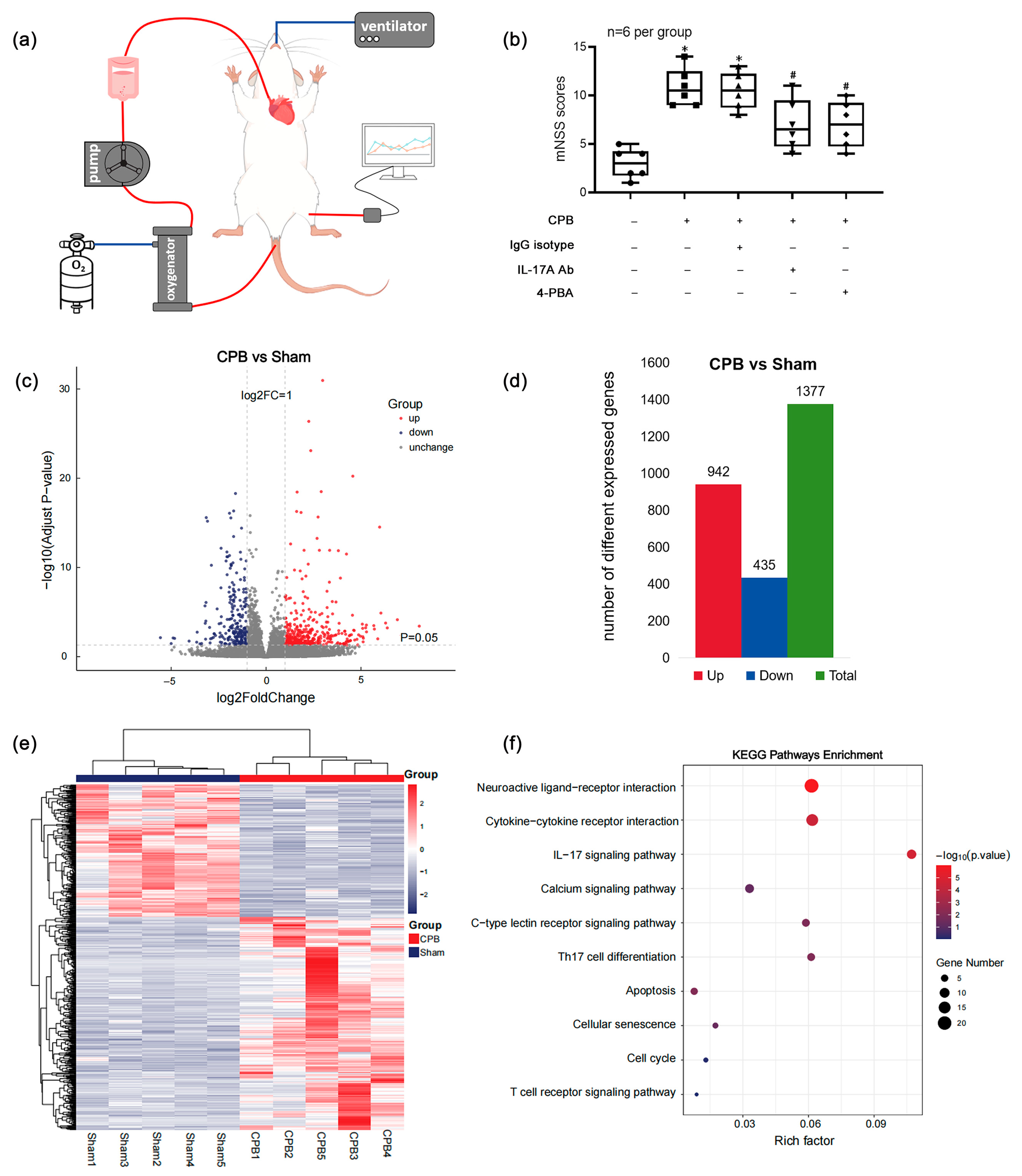 Cardiopulmonary Bypass-Induced IL-17A Aggravates Caspase-12