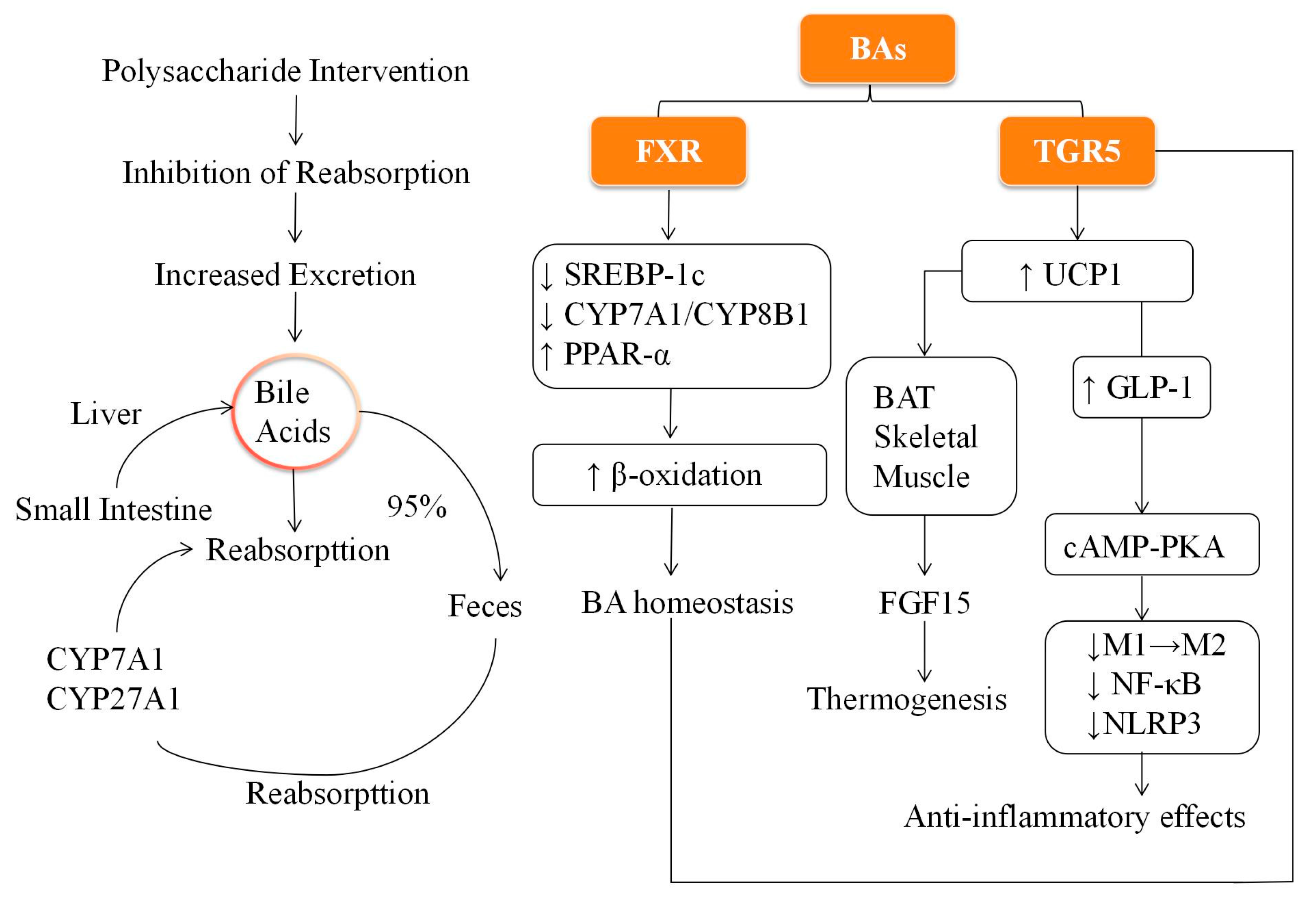 Anti-Obesity Mechanisms of Plant and Fungal Polysaccharides