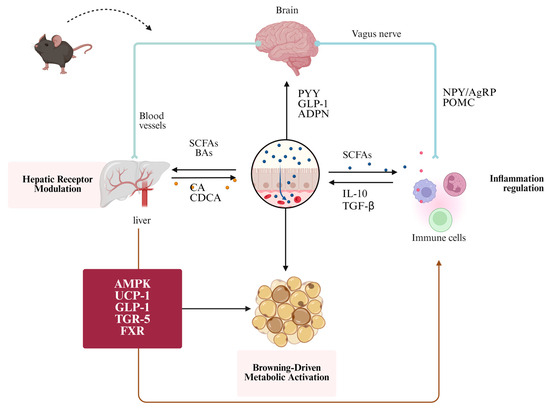 34ルート Anti-Obesity Mechanisms of Plant and Fungal Polysaccharides
