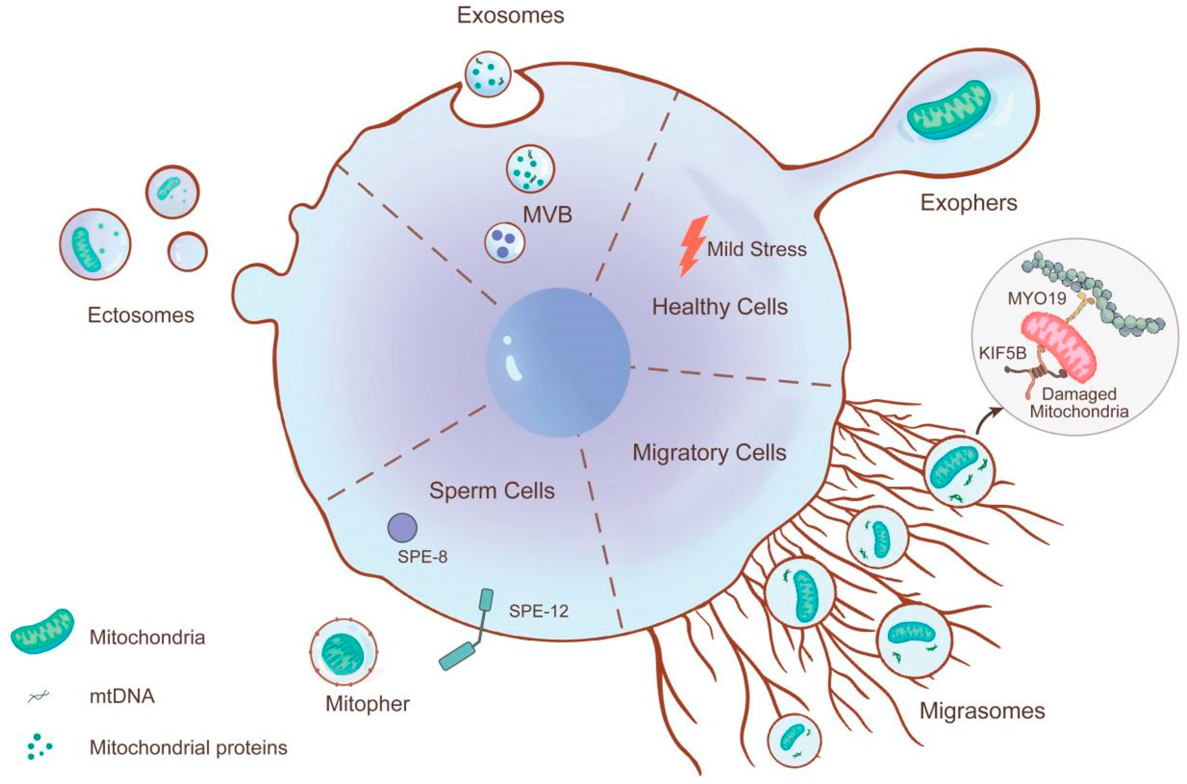 Biomolecules 15 01145 g001 Biomolecules 15 01145 g001
