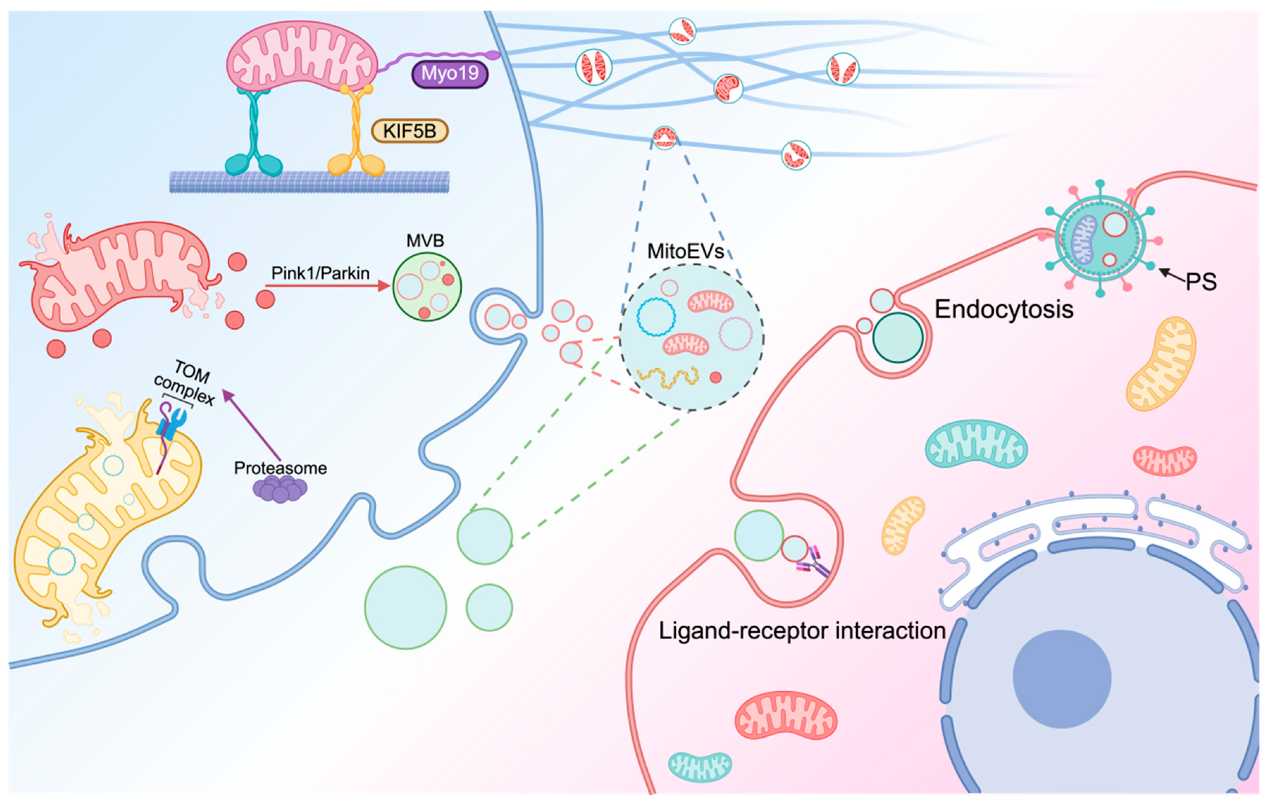 Biomolecules 15 01145 g002 Biomolecules 15 01145 g002