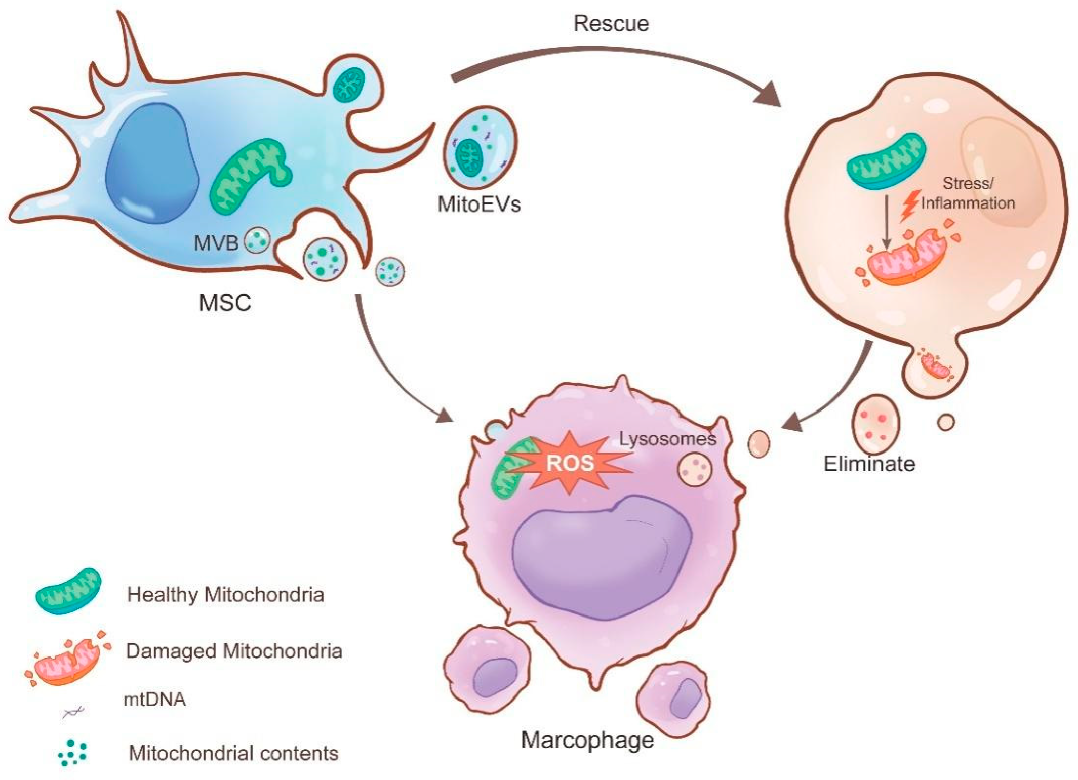 Biomolecules 15 01145 g003 Biomolecules 15 01145 g003