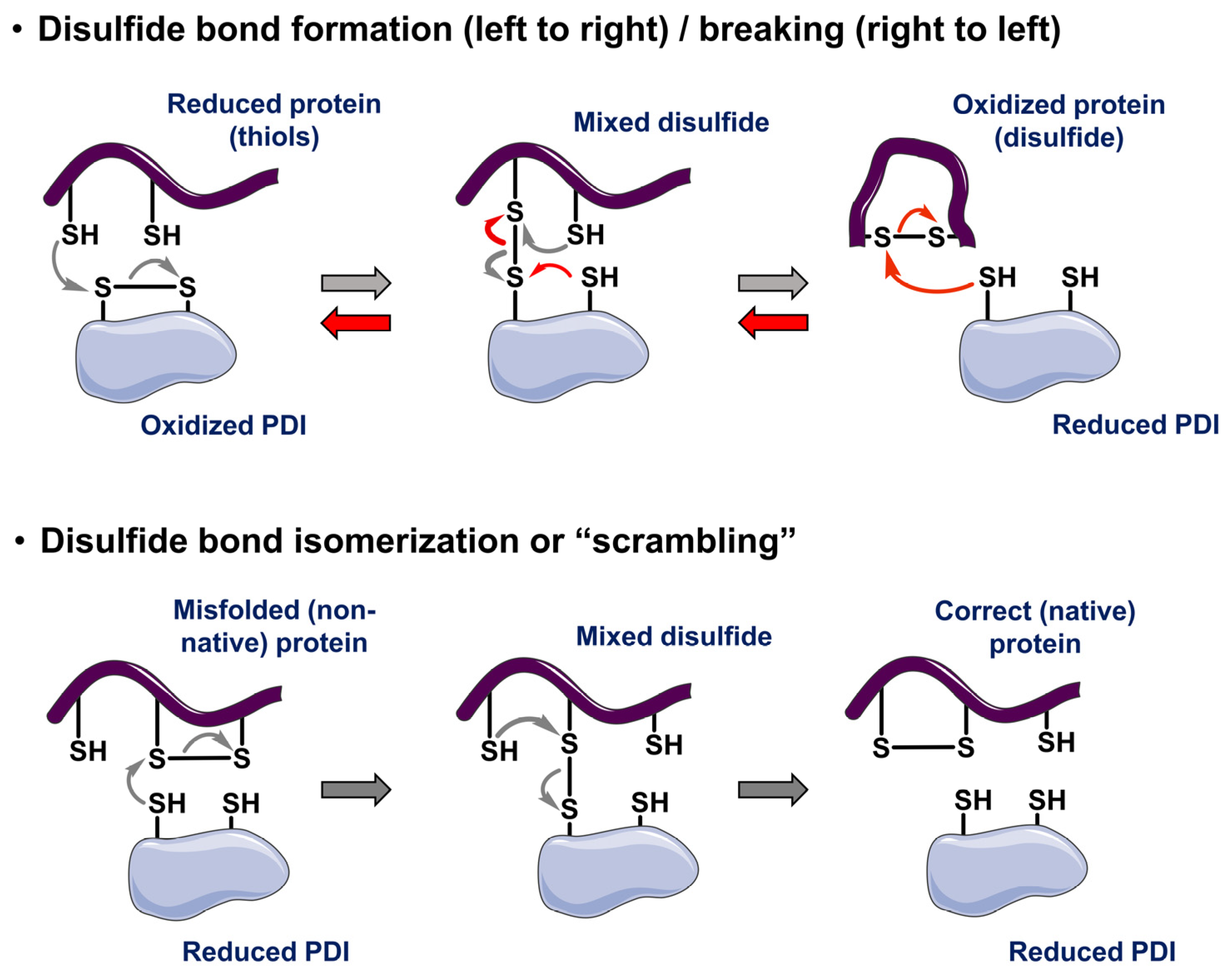 Biomolecules 15 01146 g001