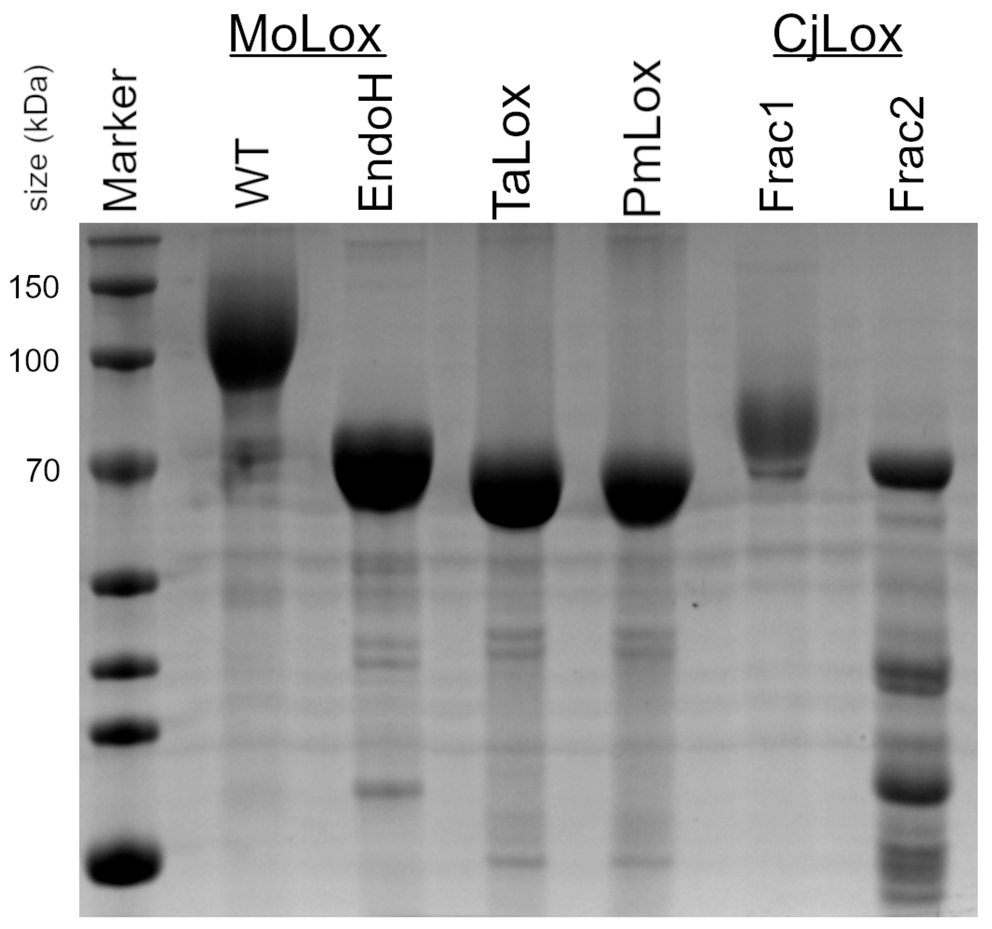 Biomolecules 15 01153 g002
