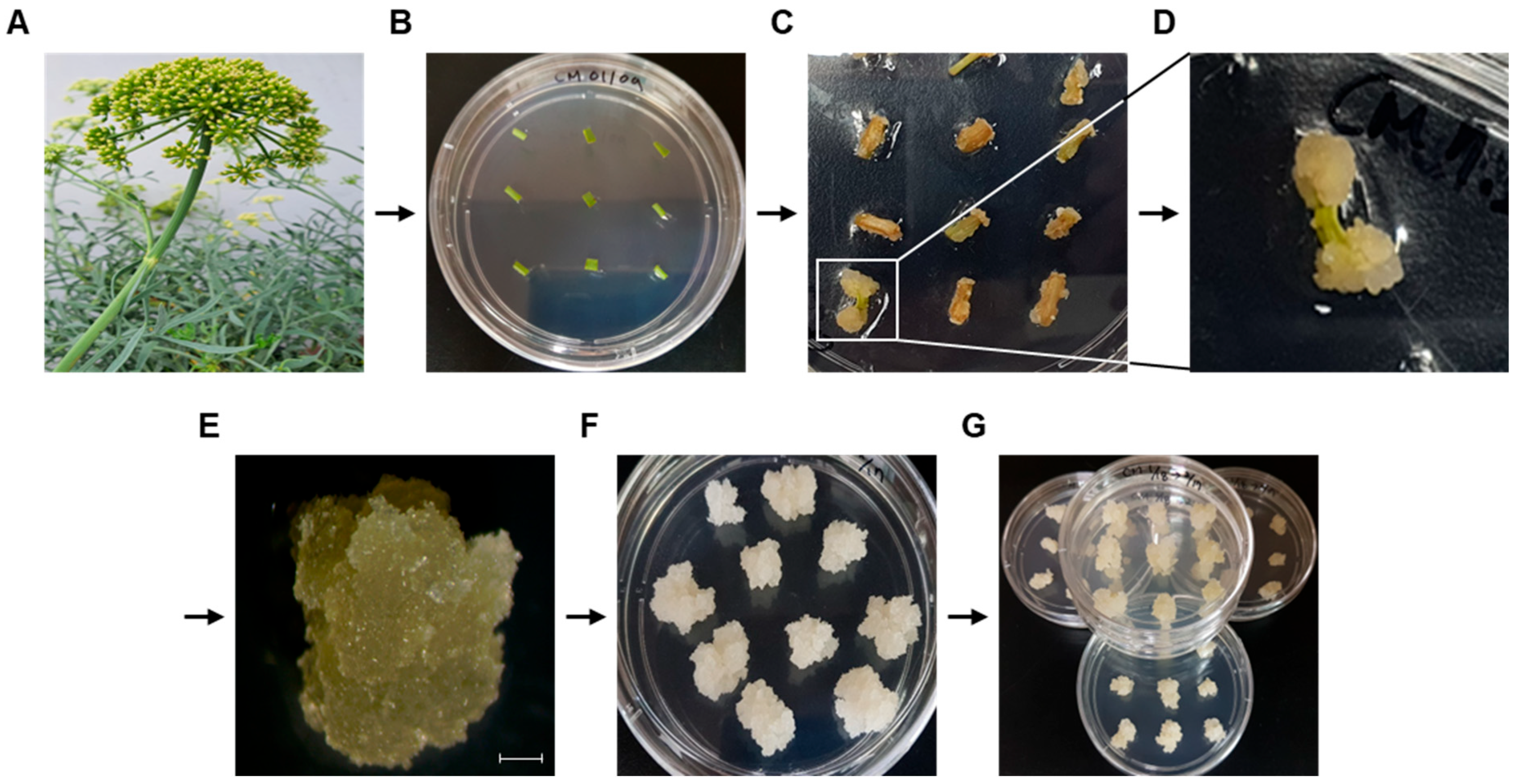 Biomolecules 15 01157 g001 Biomolecules 15 01157 g001