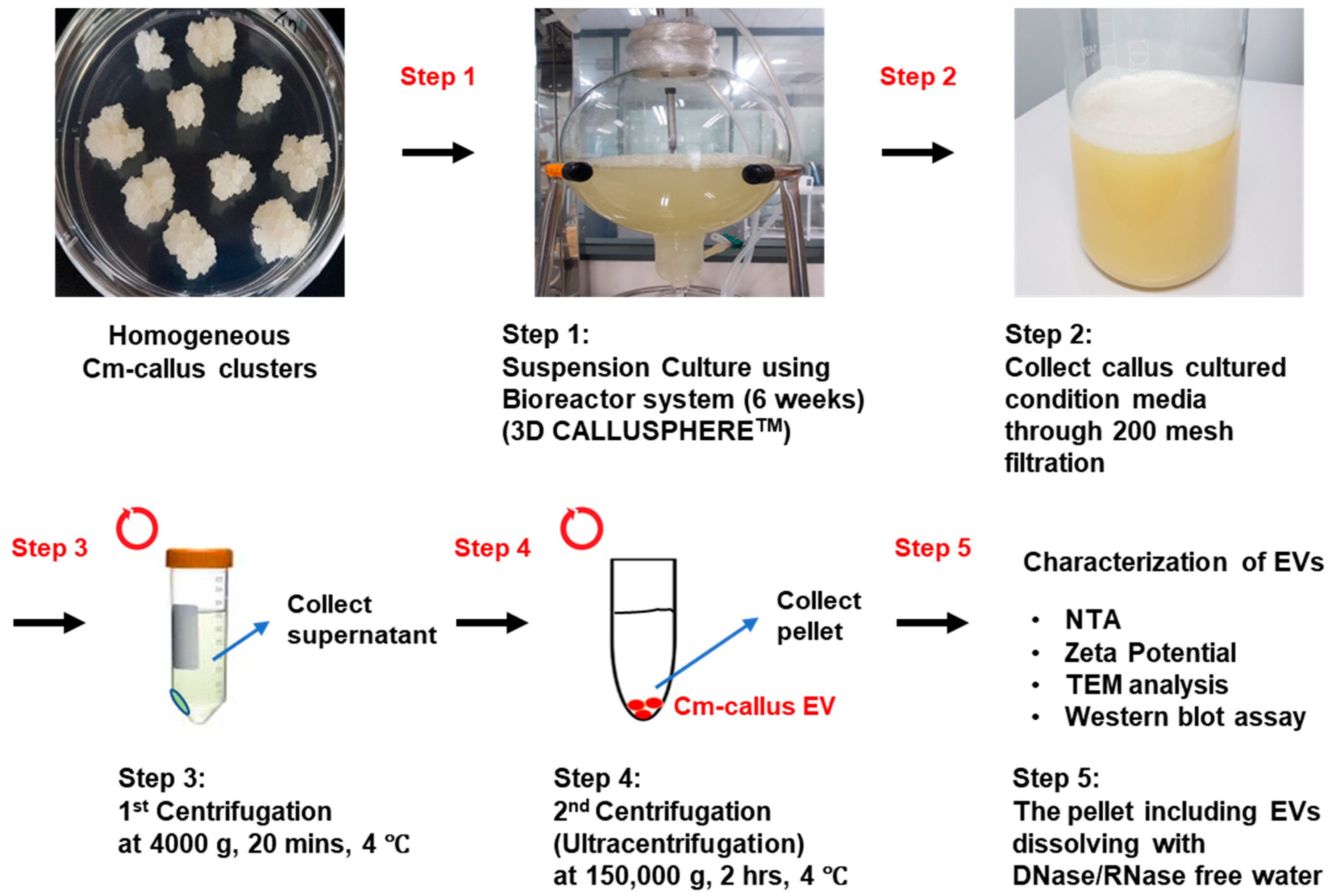 Biomolecules 15 01157 g002 Biomolecules 15 01157 g002