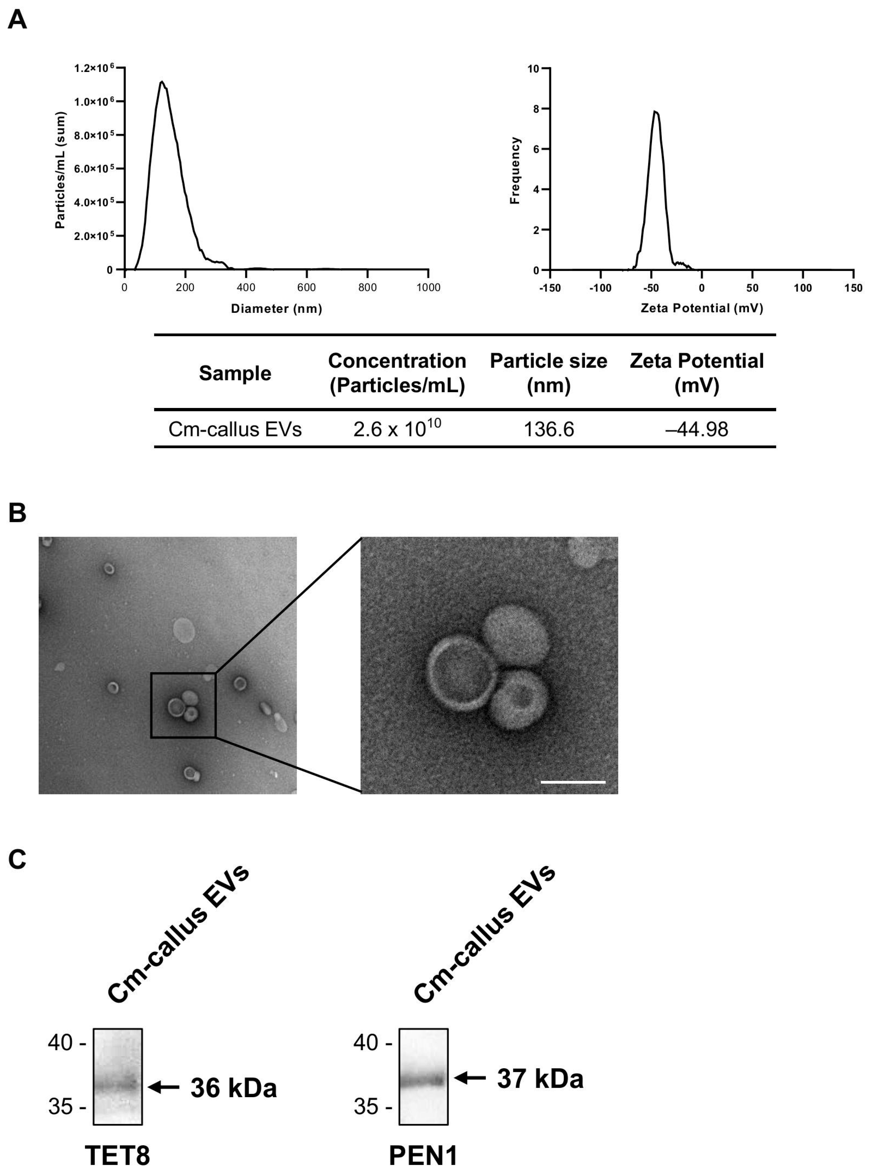 Biomolecules 15 01157 g003 Biomolecules 15 01157 g003