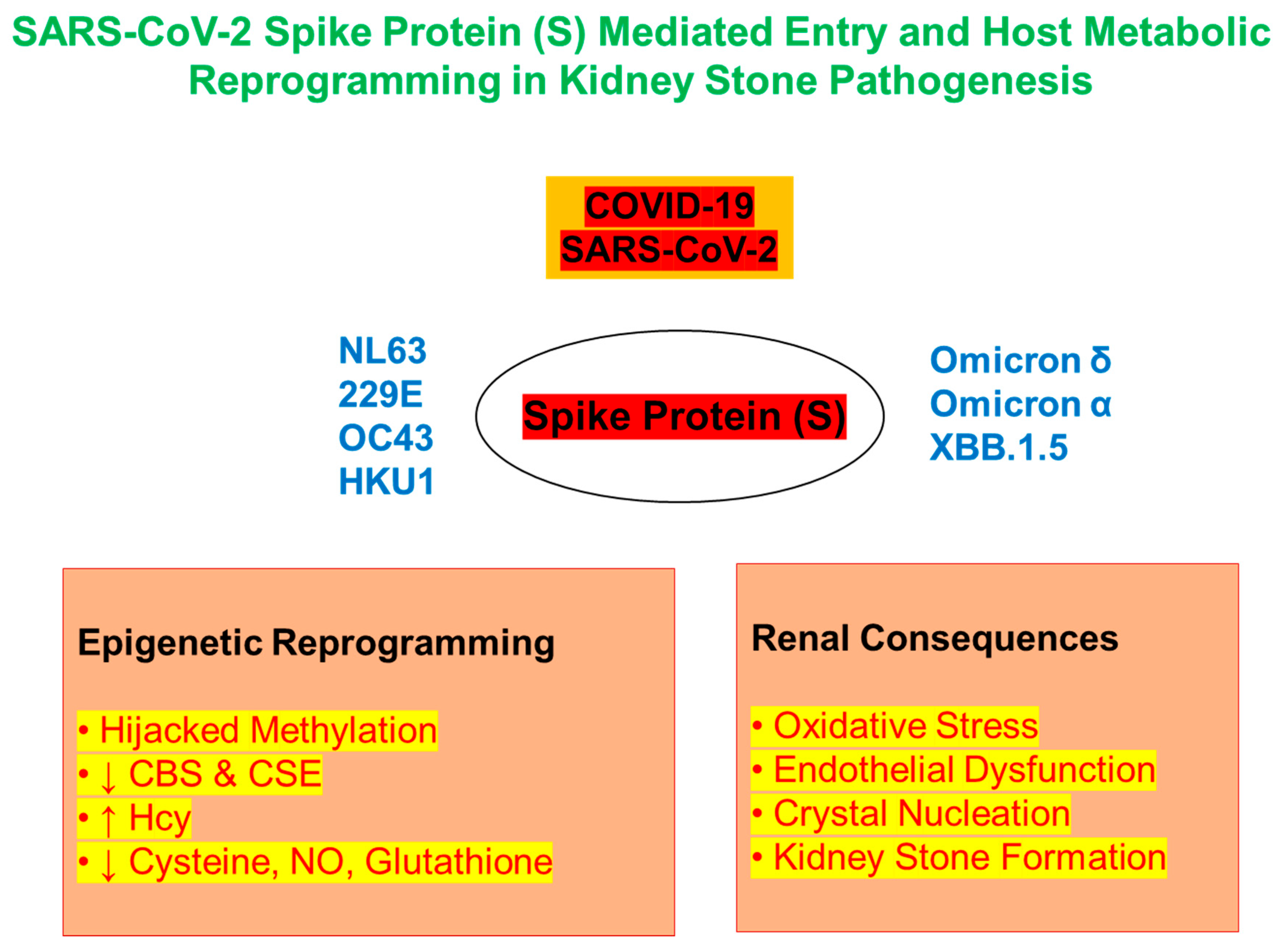 Biomolecules 15 01163 g001 Biomolecules 15 01163 g001