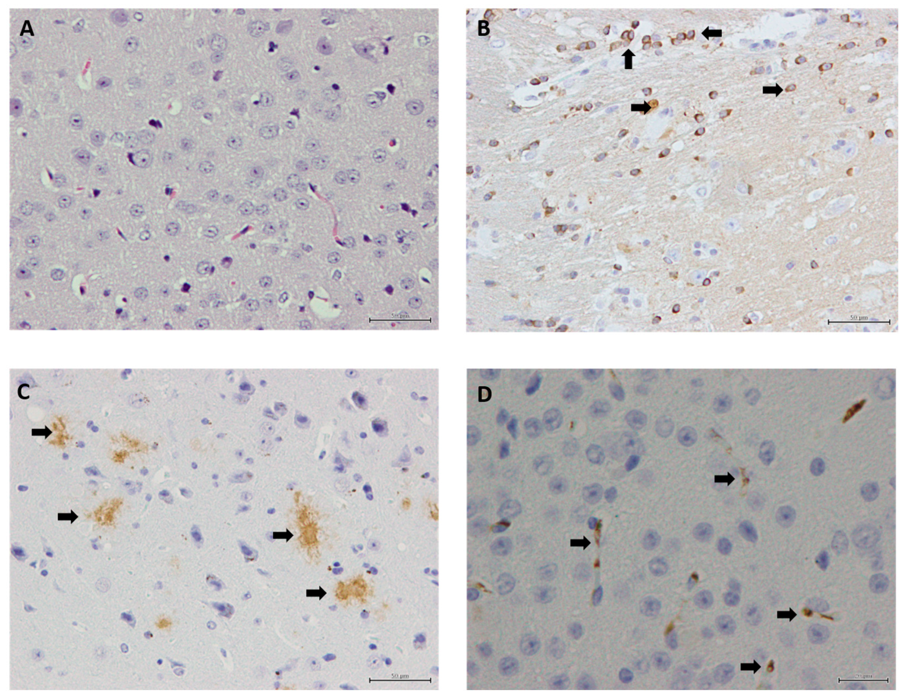 Biomolecules 15 01164 g003 Biomolecules 15 01164 g003