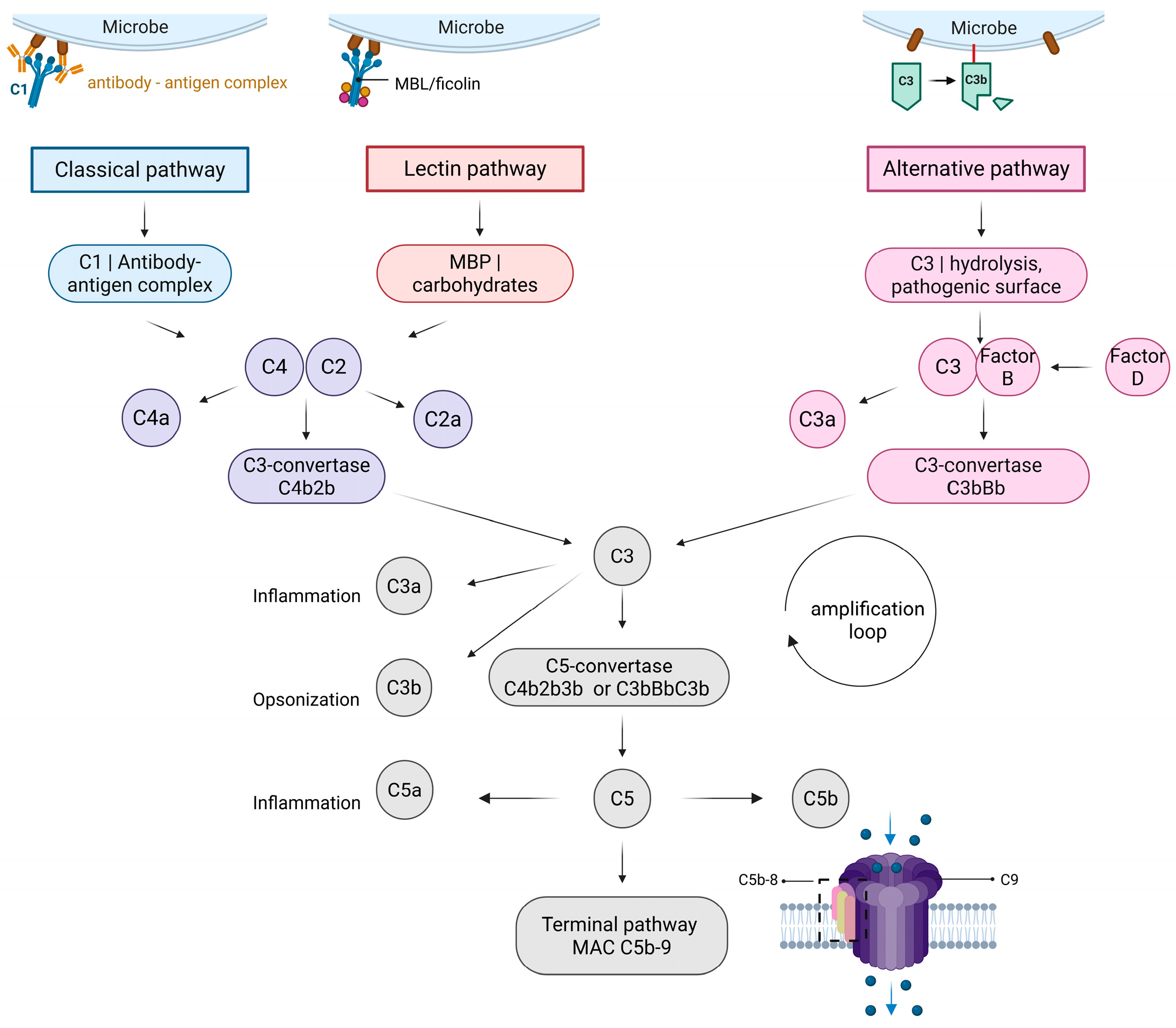 Biomolecules 15 01179 g001 Biomolecules 15 01179 g001