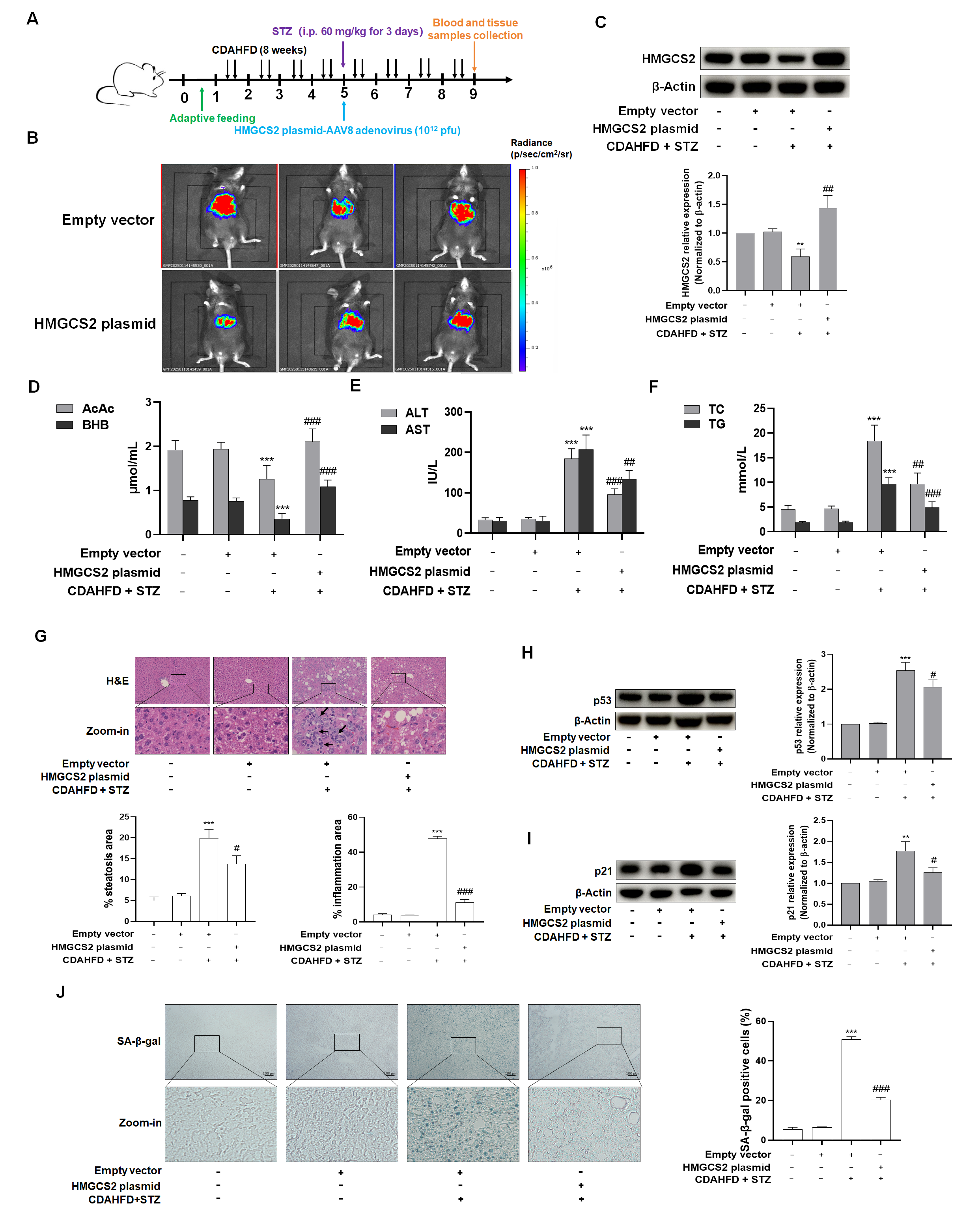 Biomolecules 15 01181 g004