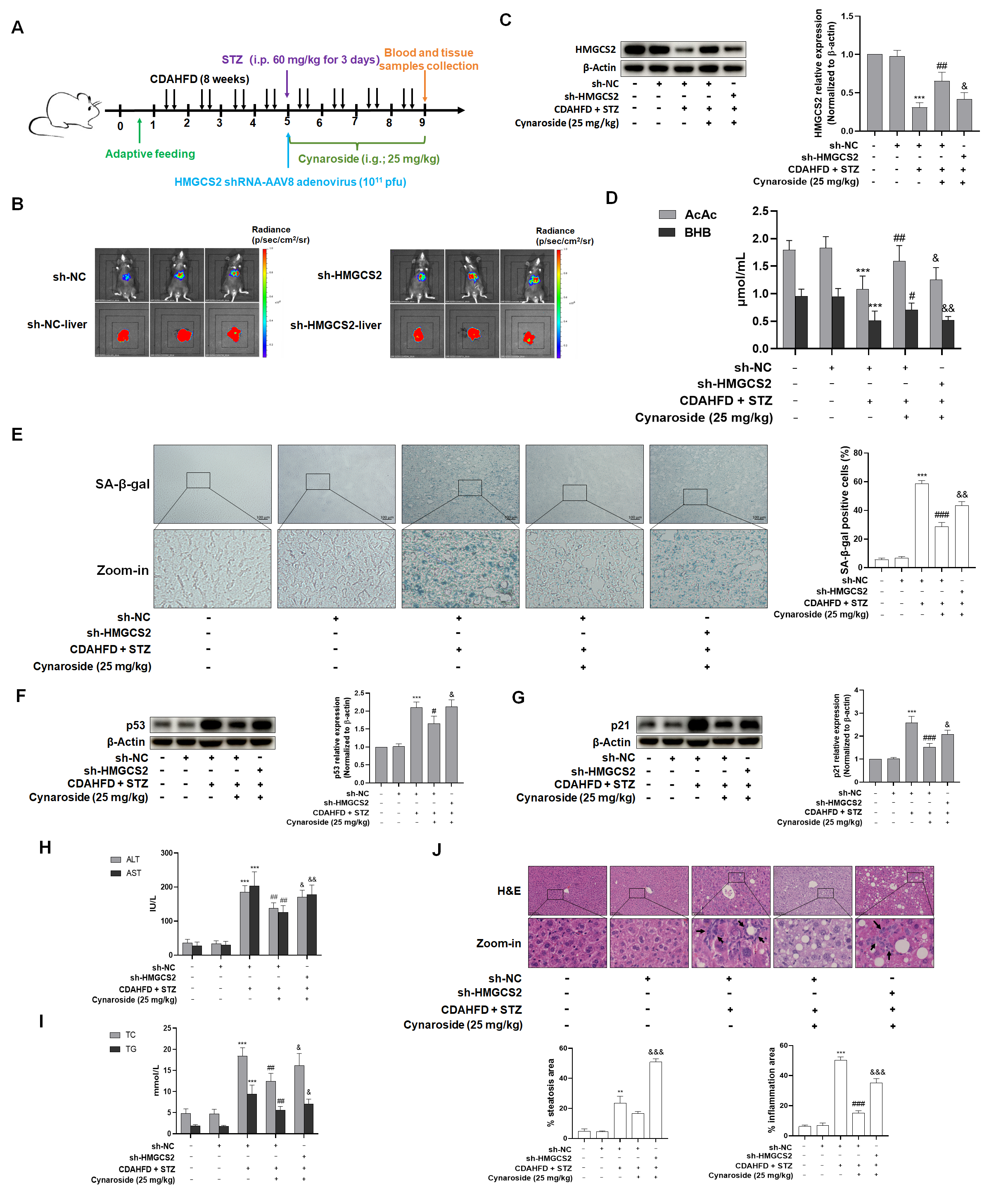 Biomolecules 15 01181 g007