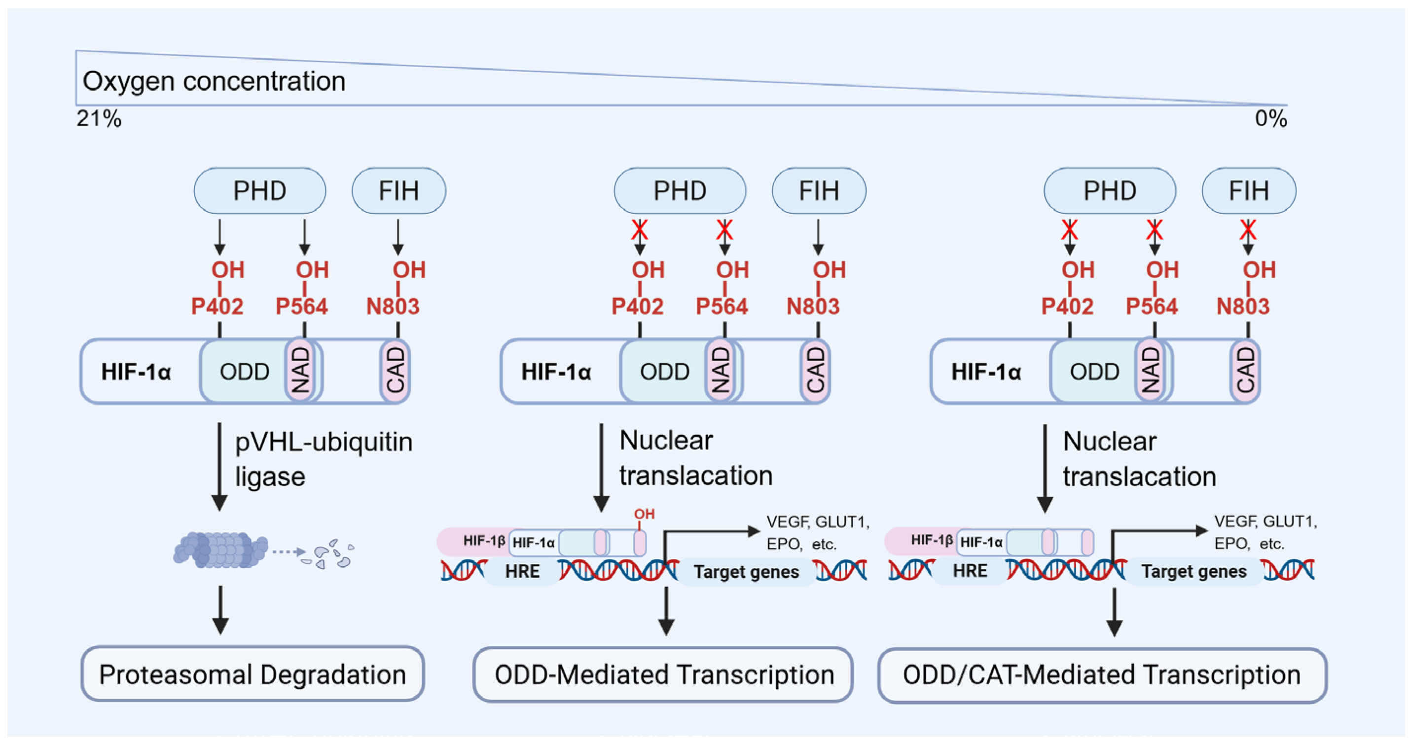 Biomolecules 15 01190 g002 Biomolecules 15 01190 g002