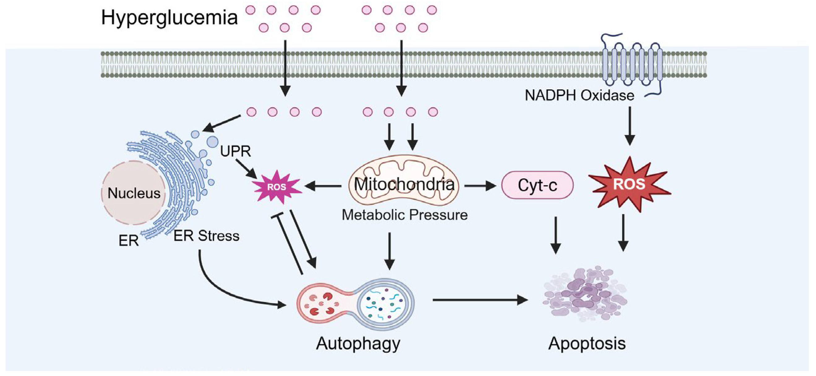 Biomolecules 15 01190 g007 Biomolecules 15 01190 g007