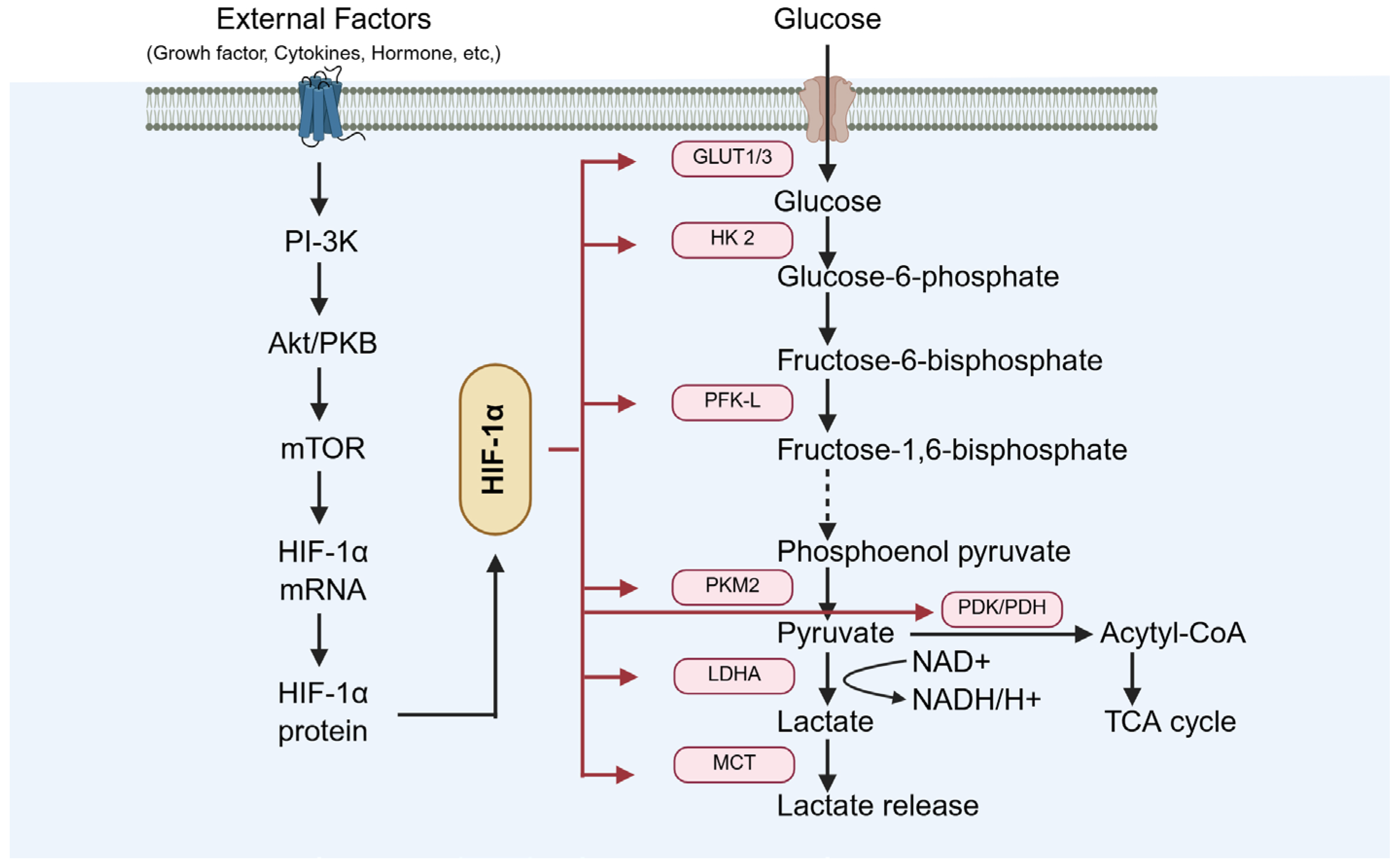 Biomolecules 15 01190 g009 Biomolecules 15 01190 g009