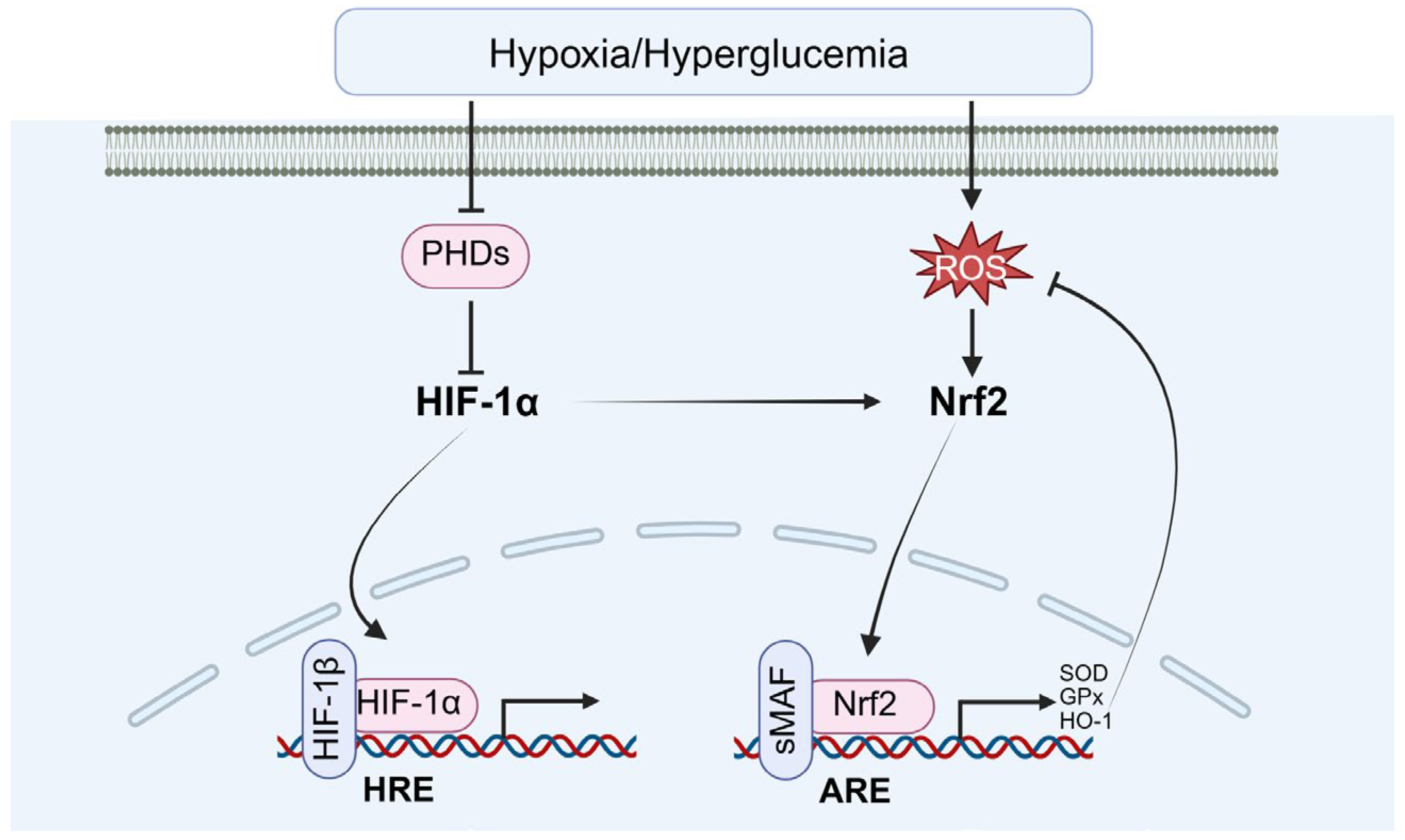 Biomolecules 15 01190 g010 Biomolecules 15 01190 g010