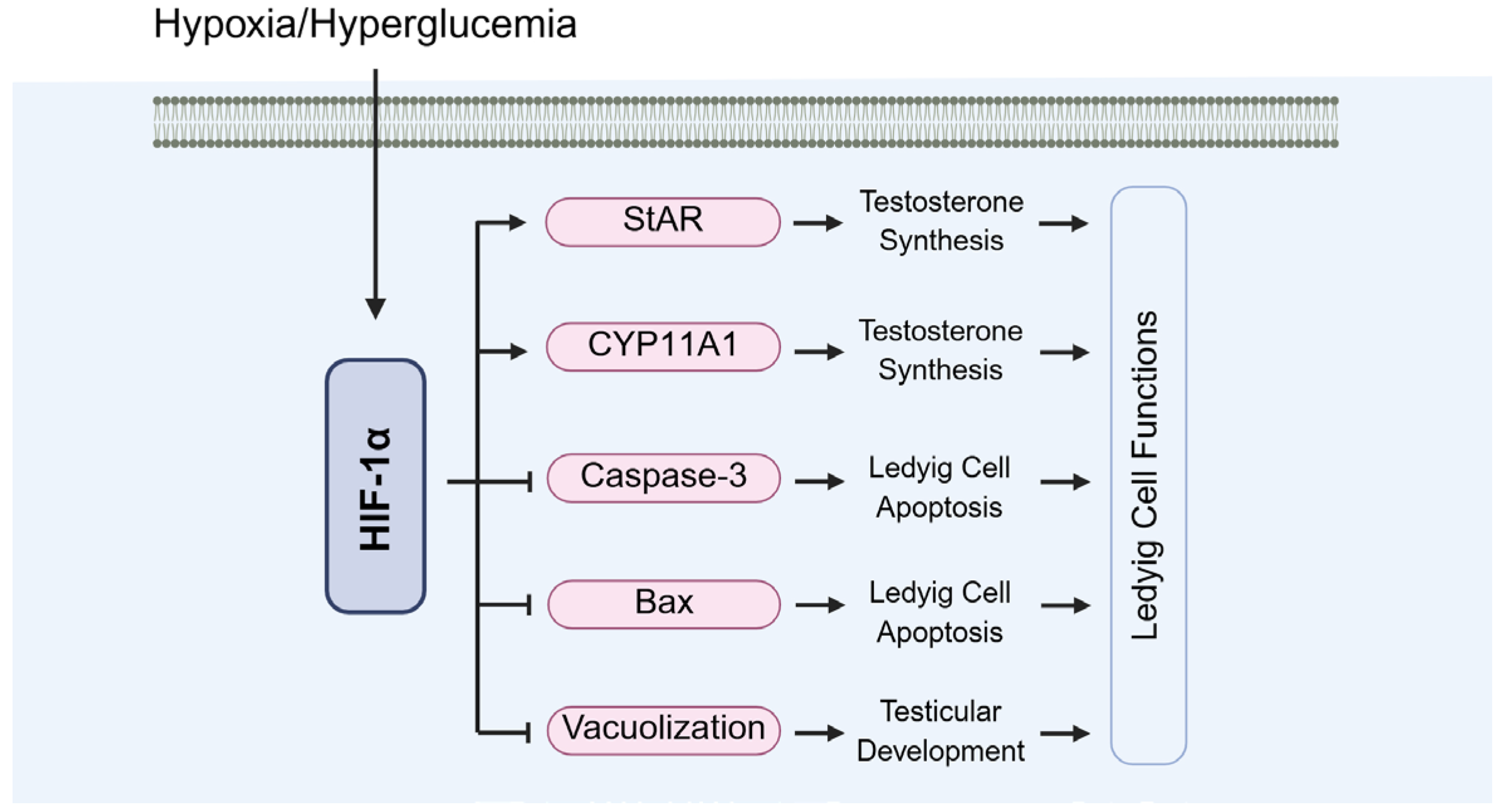 Biomolecules 15 01190 g013 Biomolecules 15 01190 g013