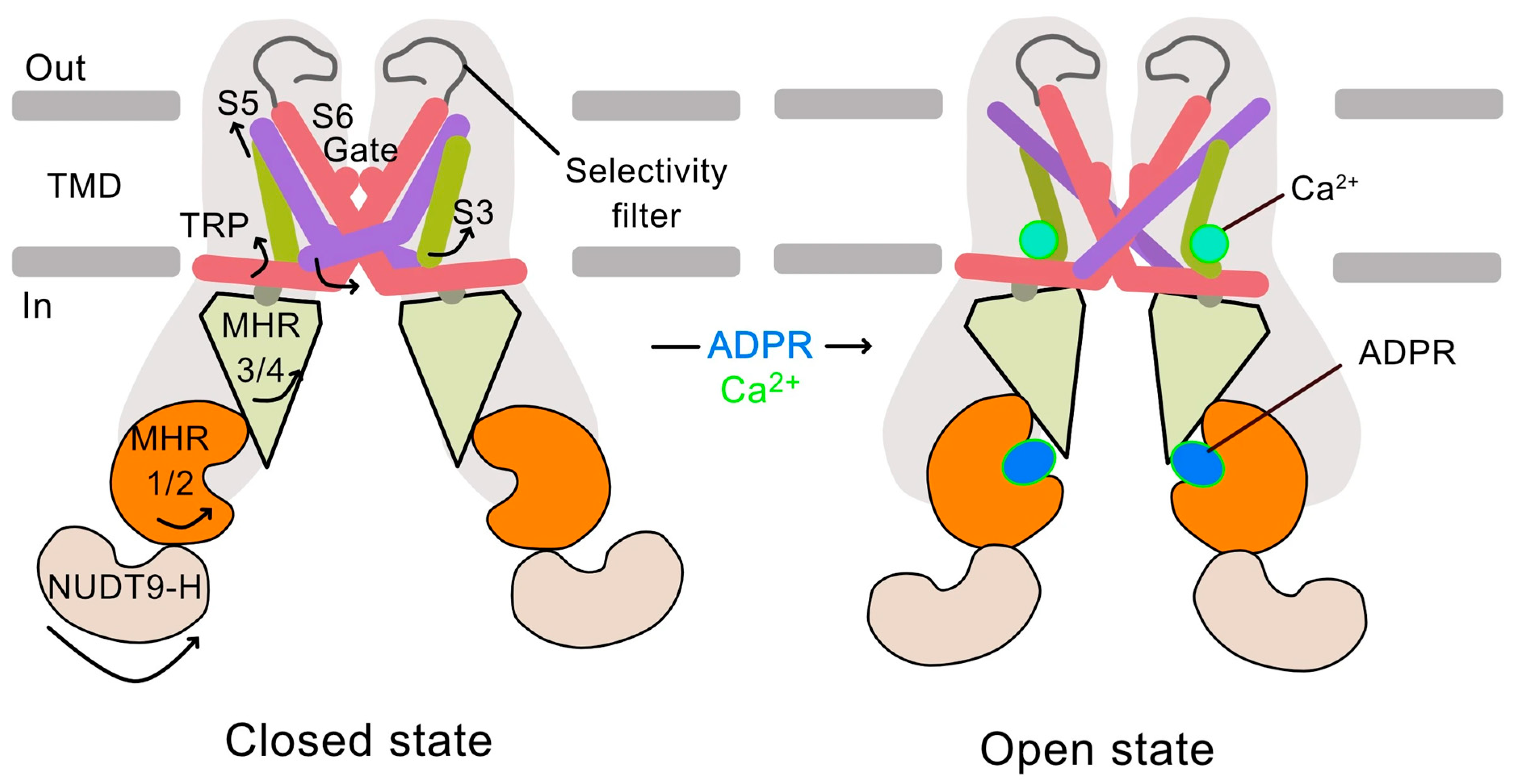 Biomolecules 15 01193 g001 Biomolecules 15 01193 g001