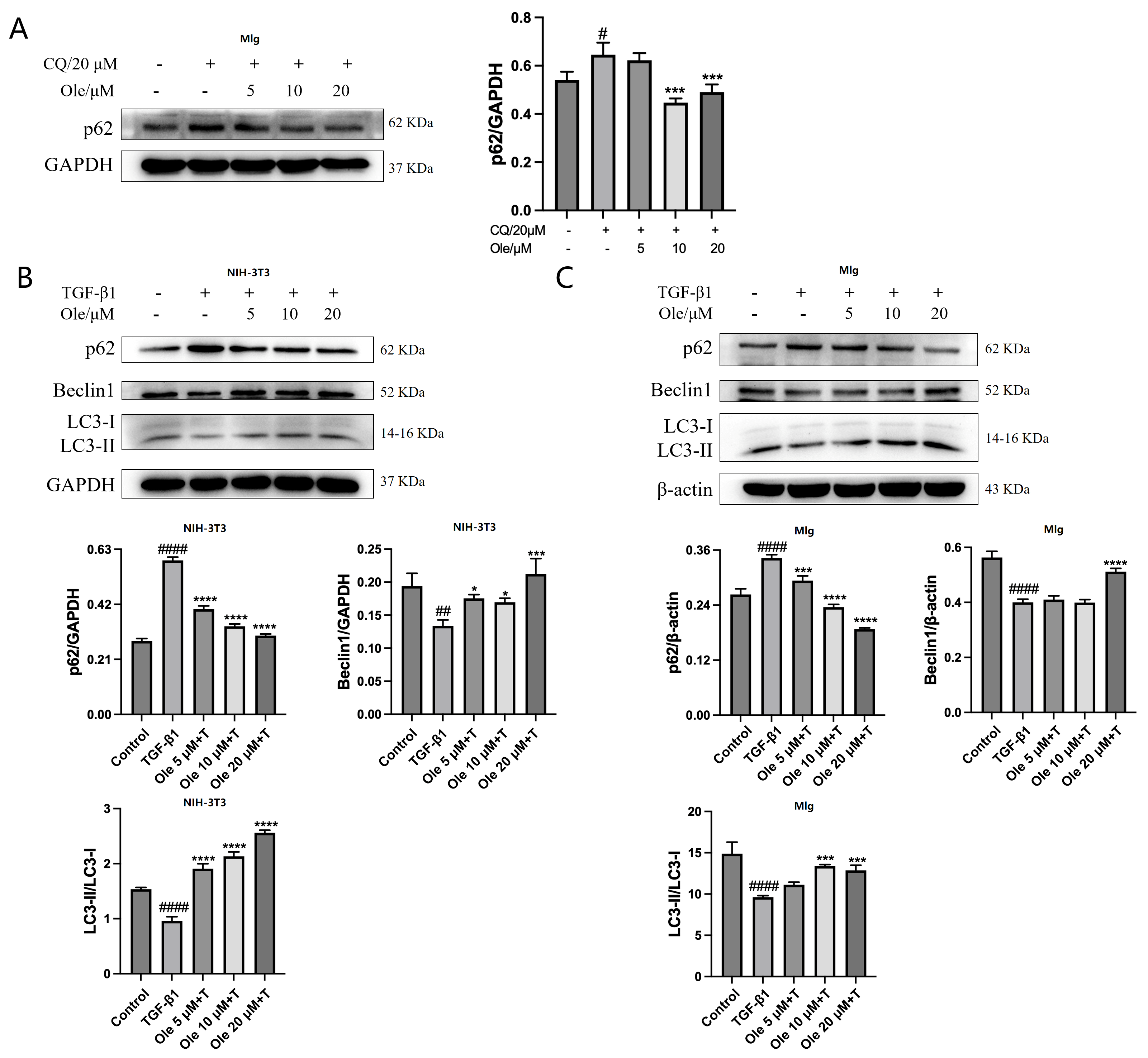 Biomolecules 15 01211 g005