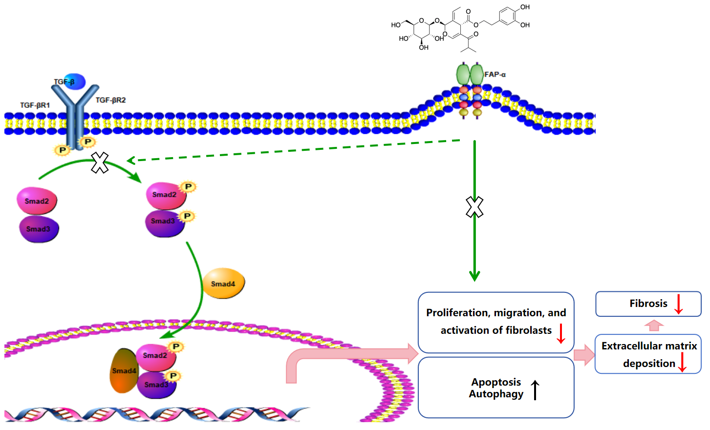 Biomolecules 15 01211 g010