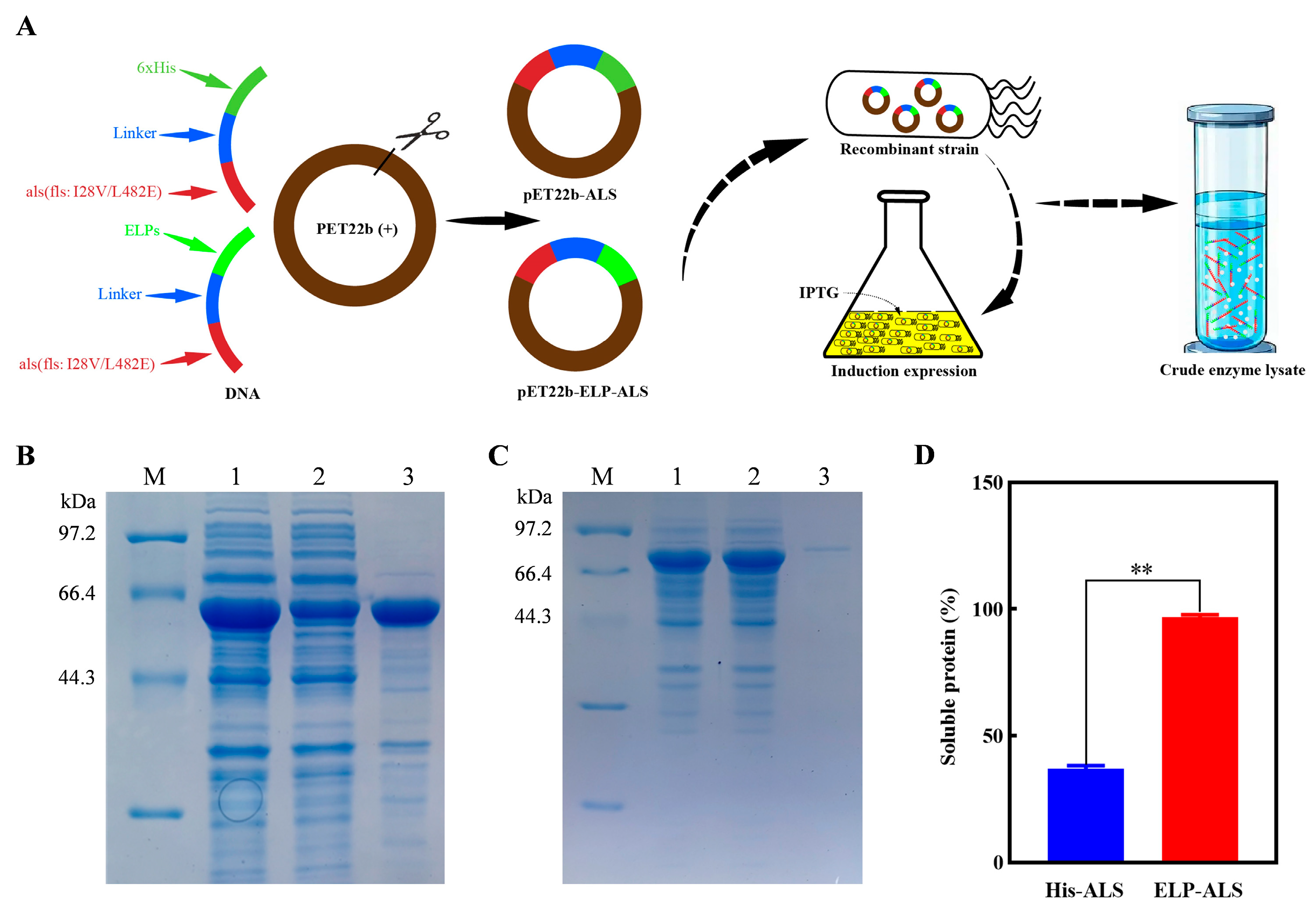 Biomolecules 15 01216 g001 Biomolecules 15 01216 g001