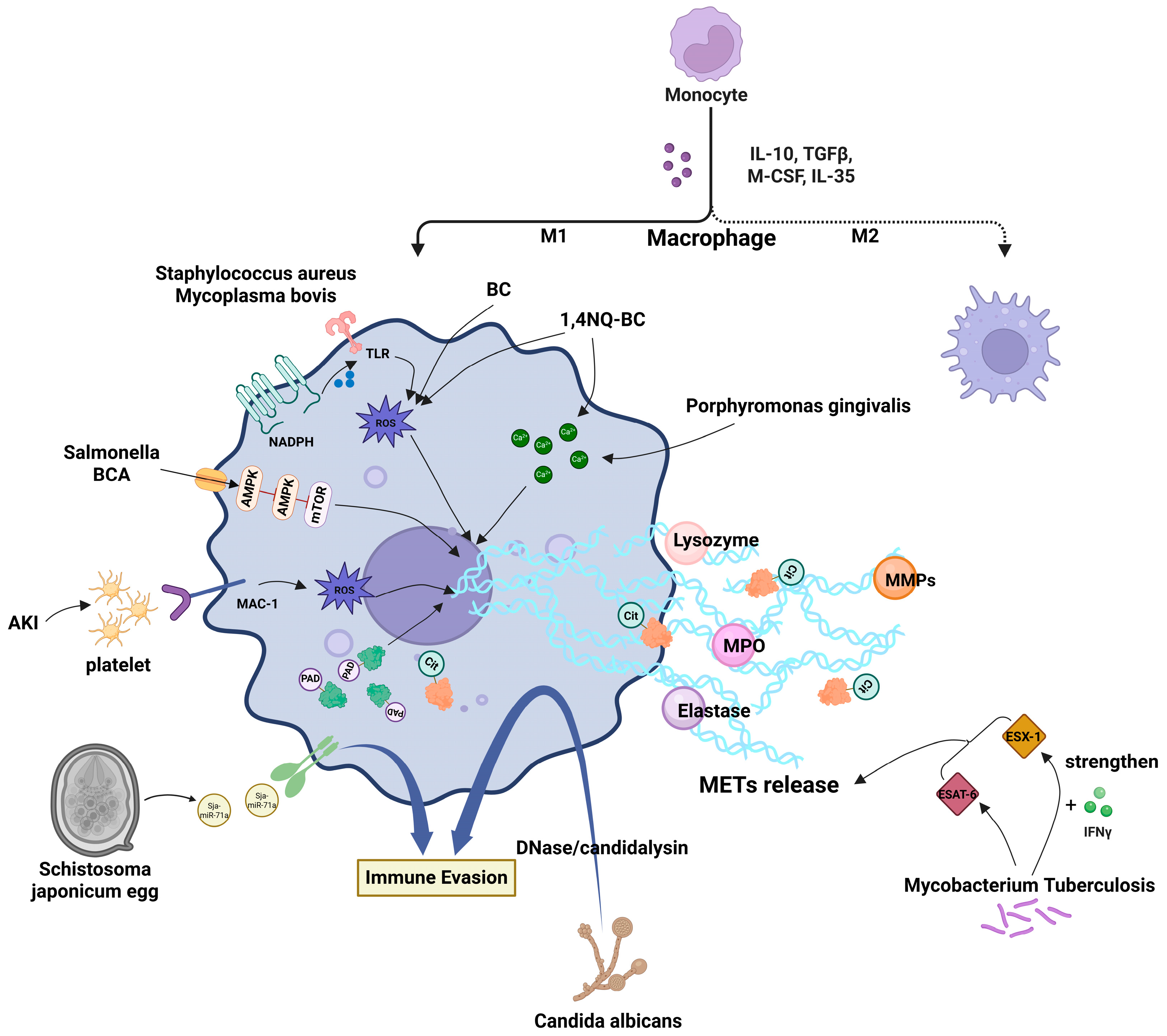 Biomolecules 15 01220 g001 Biomolecules 15 01220 g001