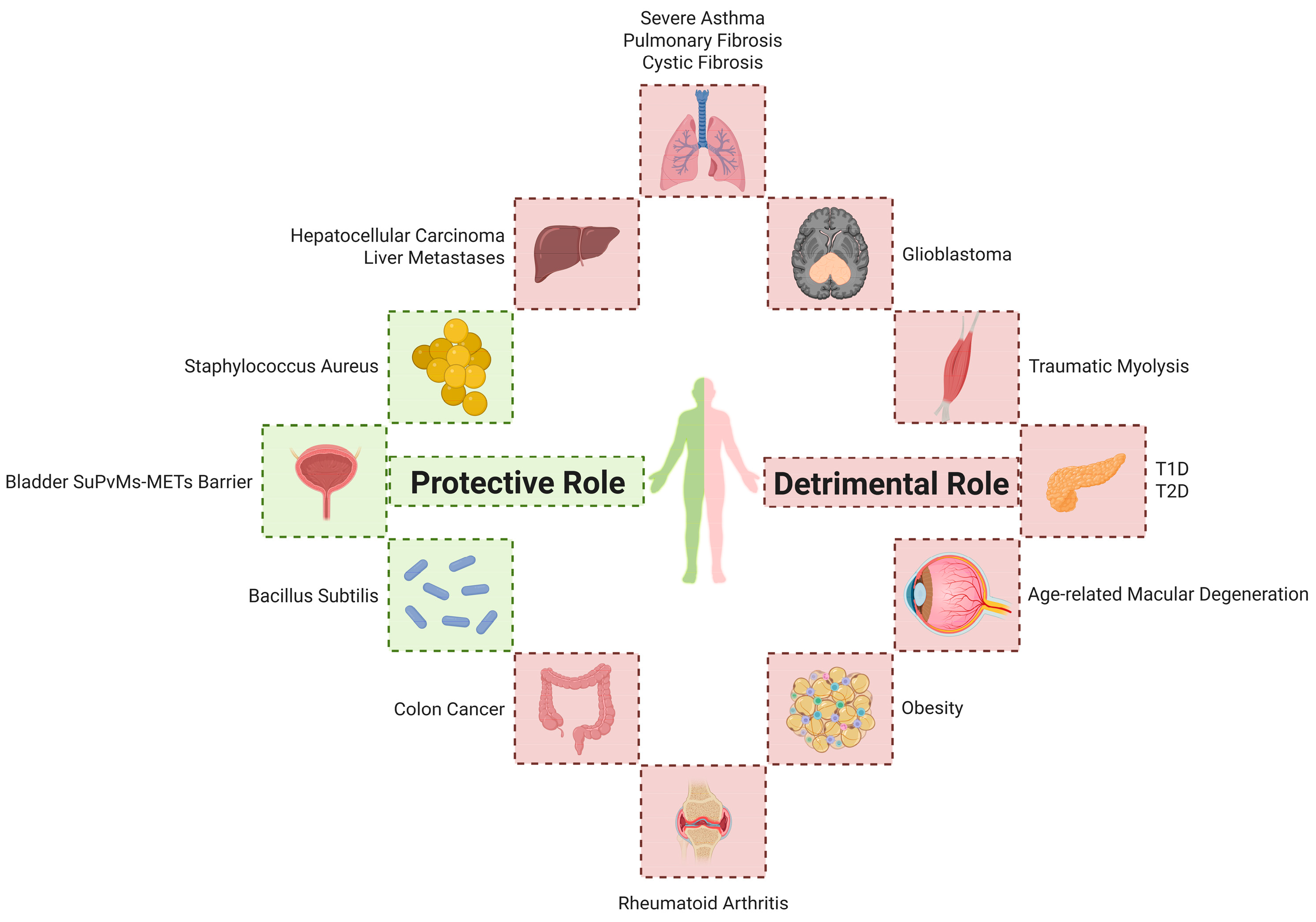 Biomolecules 15 01220 g002 Biomolecules 15 01220 g002
