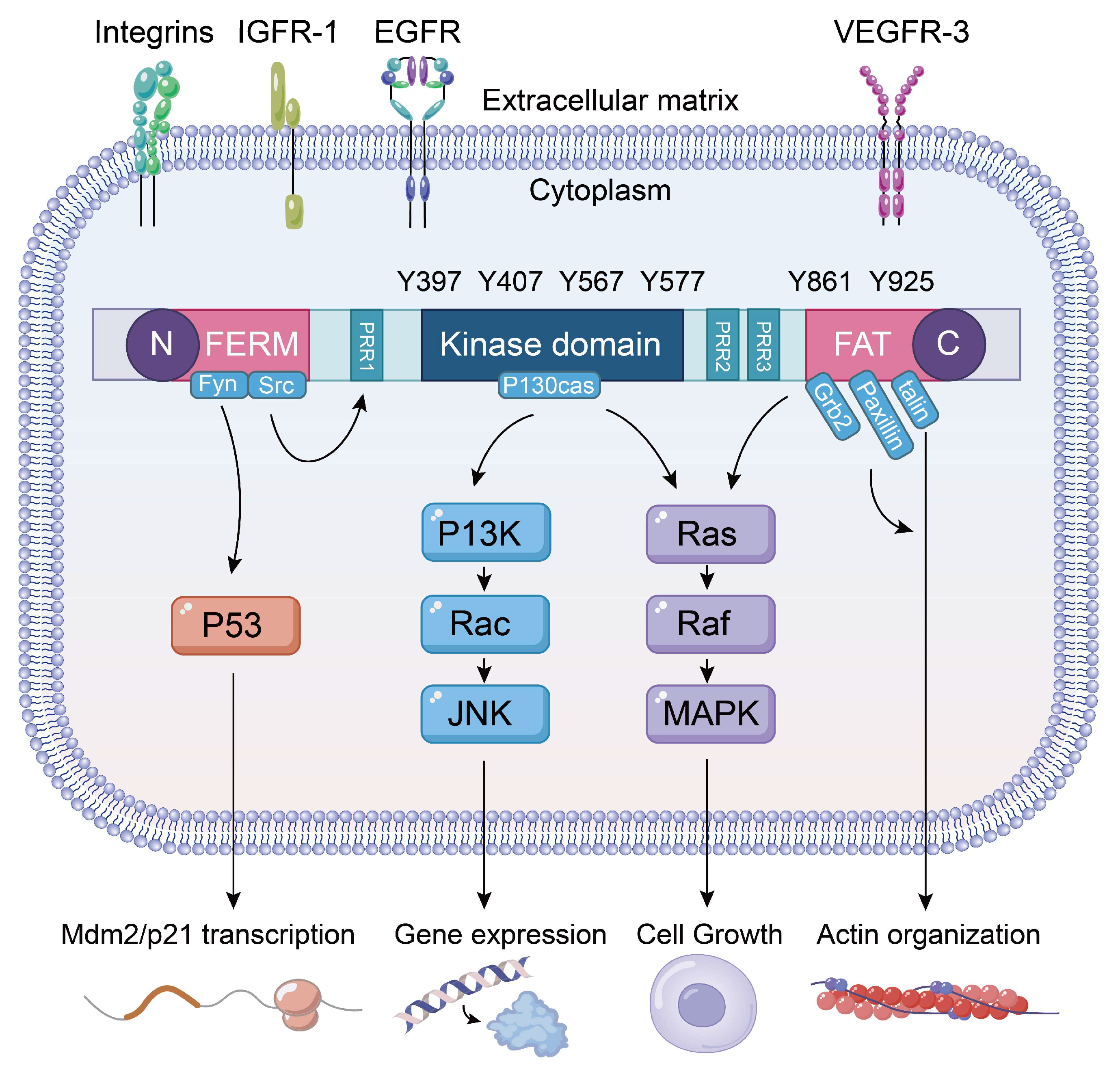 Biomolecules 15 01233 g001 Biomolecules 15 01233 g001
