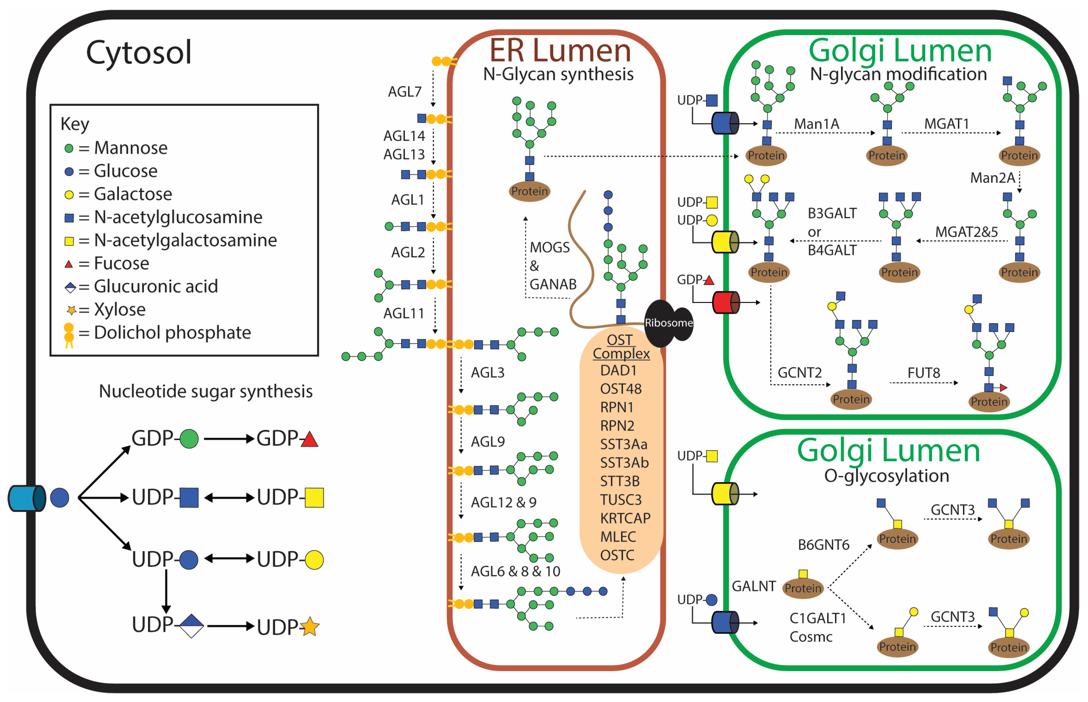 Biomolecules 15 01235 g001 Biomolecules 15 01235 g001
