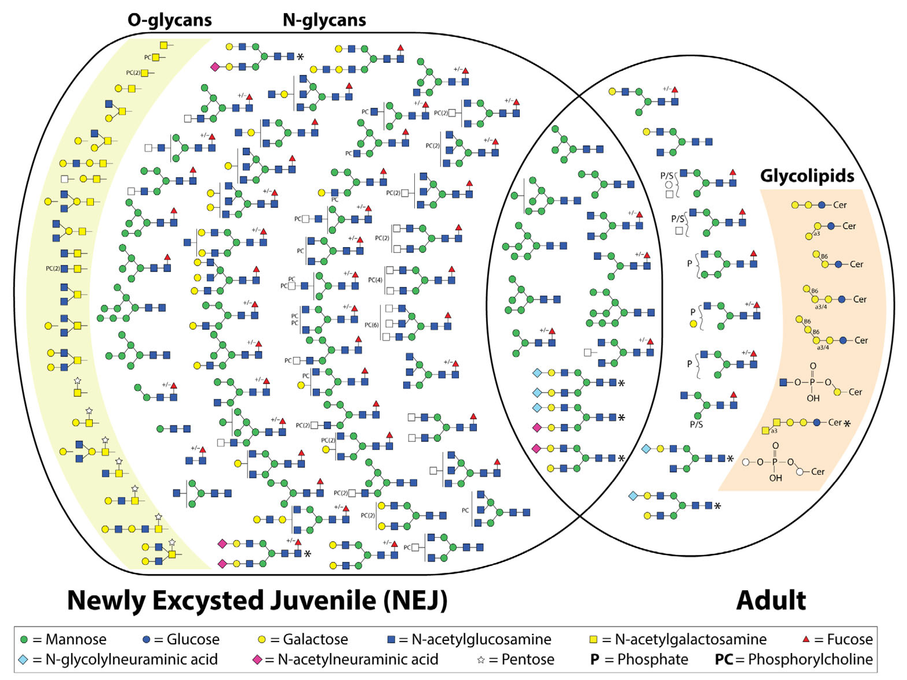 Biomolecules 15 01235 g002 Biomolecules 15 01235 g002