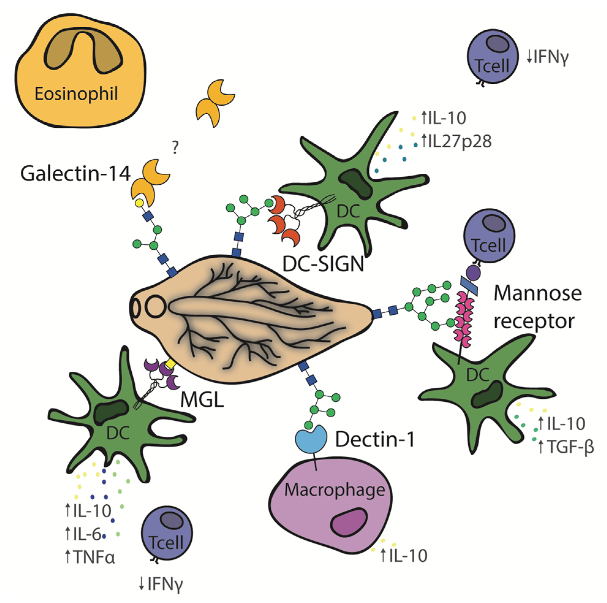 Biomolecules 15 01235 g003 Biomolecules 15 01235 g003