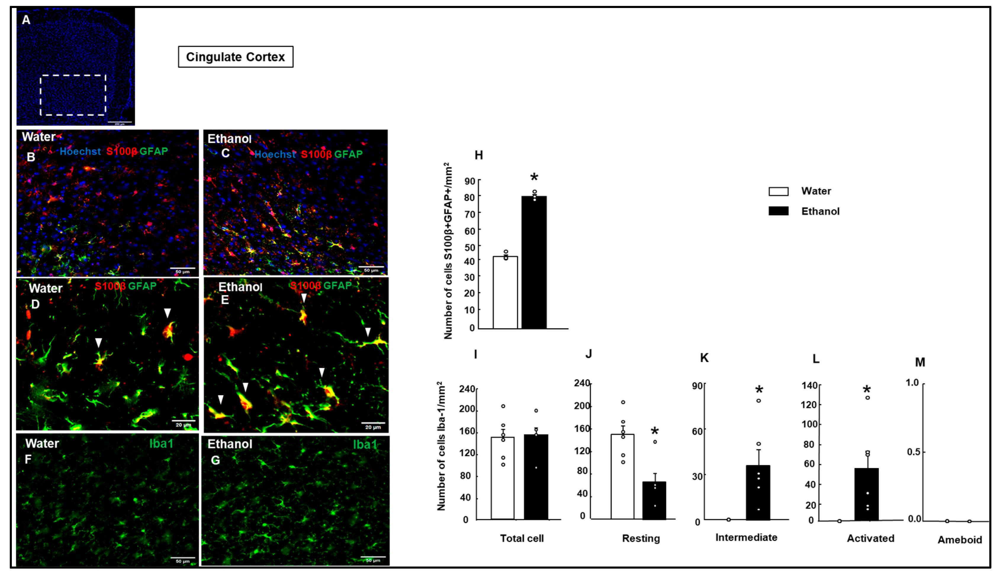 Biomolecules 15 01239 g007 Biomolecules 15 01239 g007