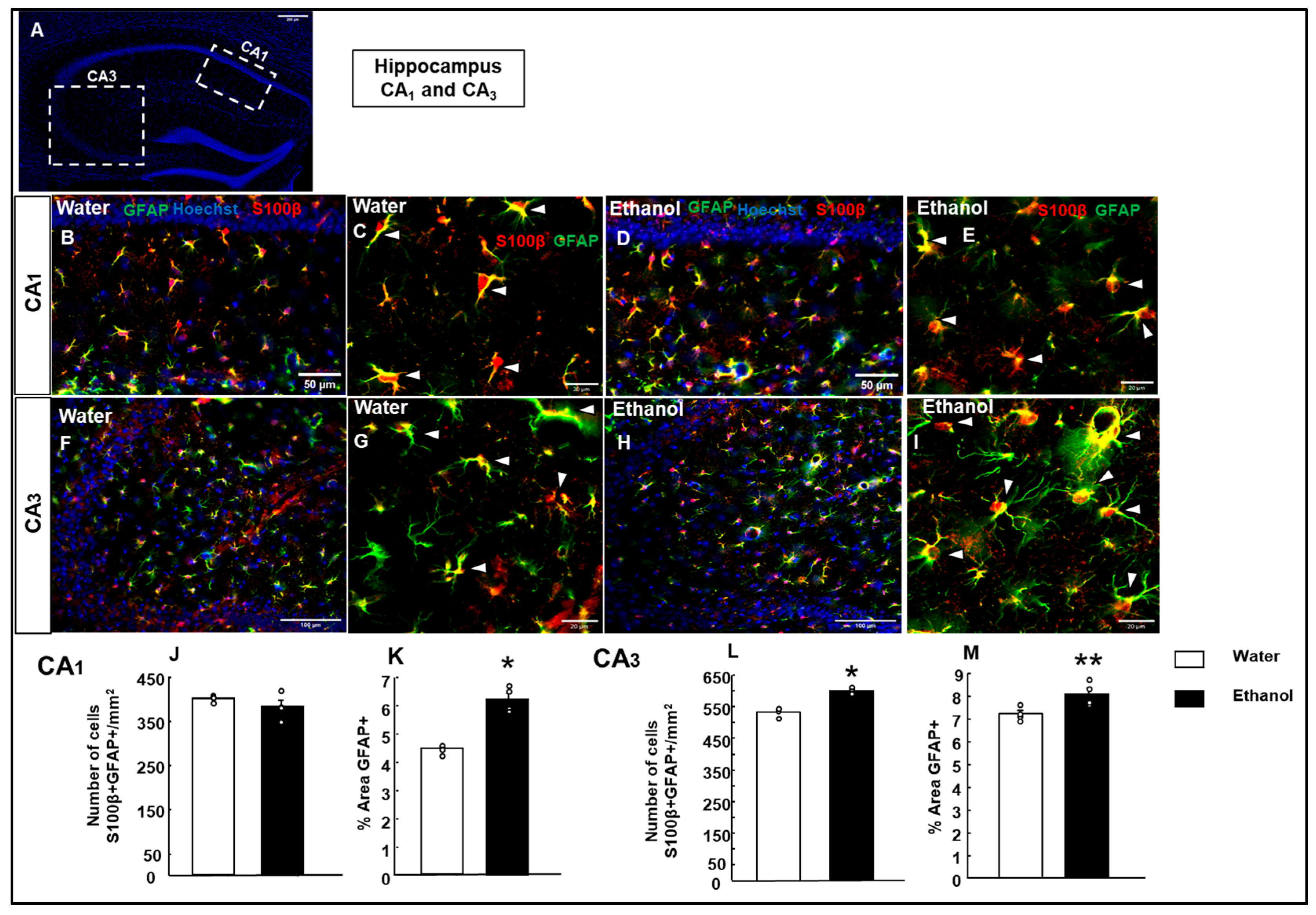Biomolecules 15 01239 g008 Biomolecules 15 01239 g008