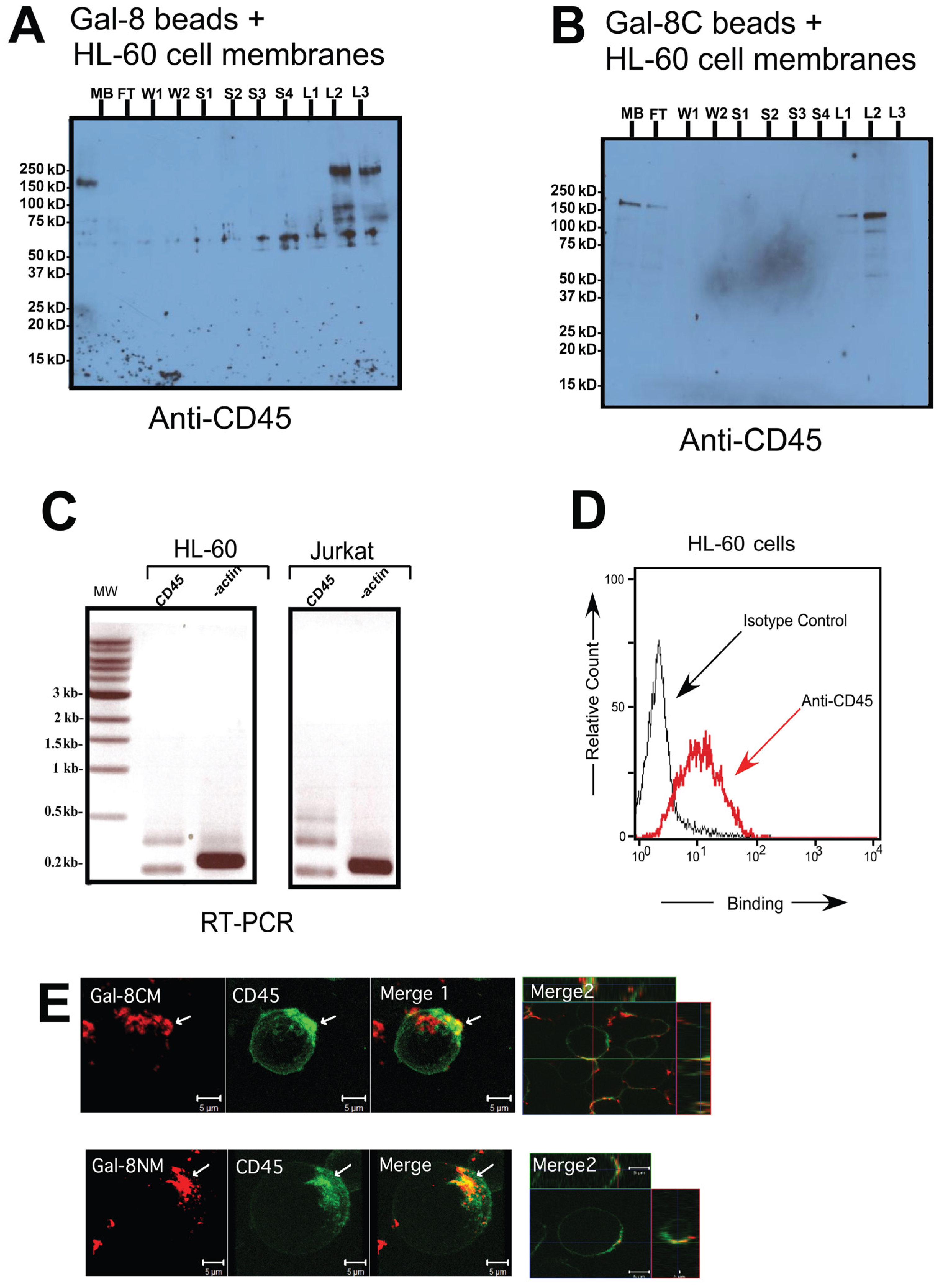 Biomolecules 15 01243 g004 Biomolecules 15 01243 g004