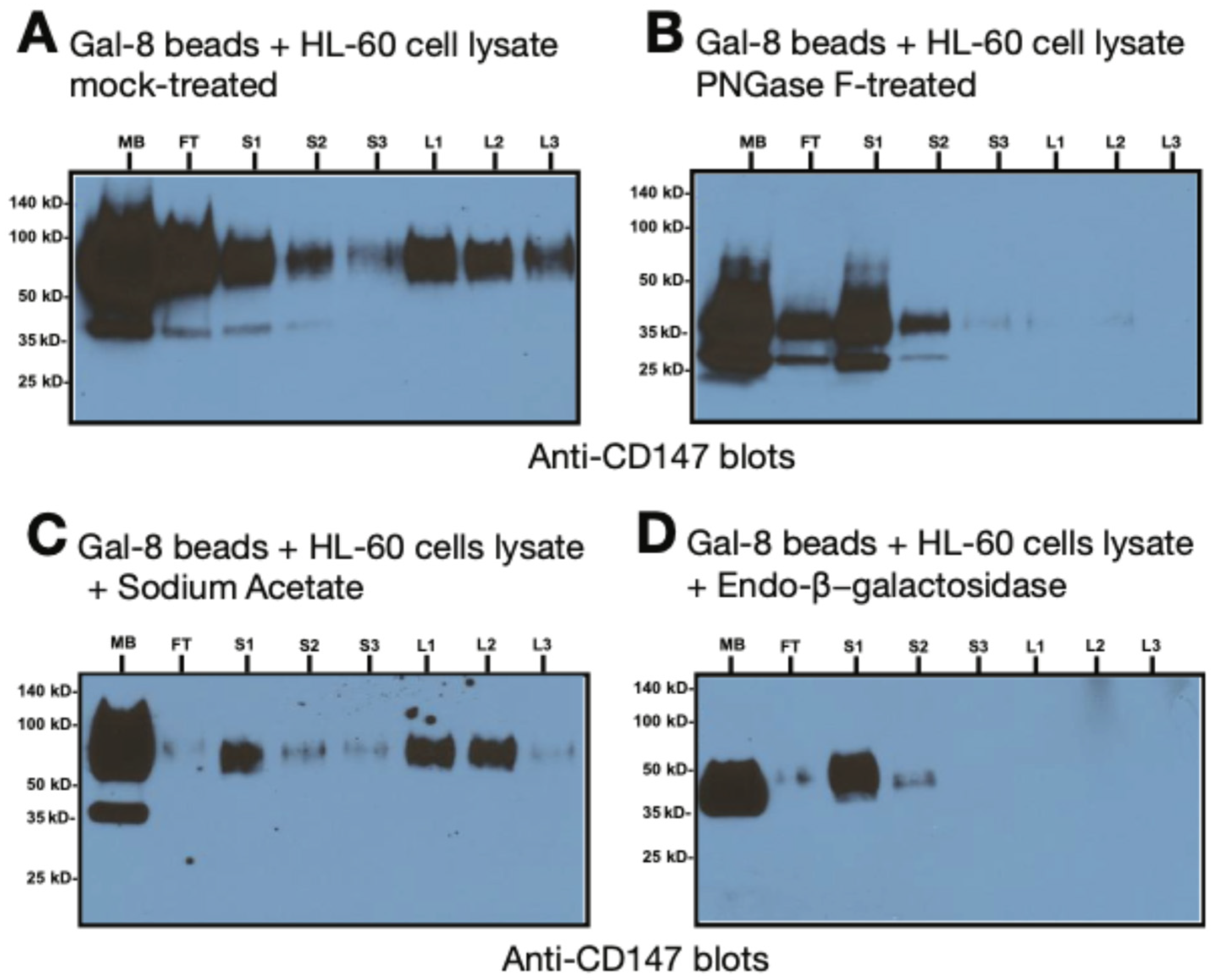 Biomolecules 15 01243 g007 Biomolecules 15 01243 g007