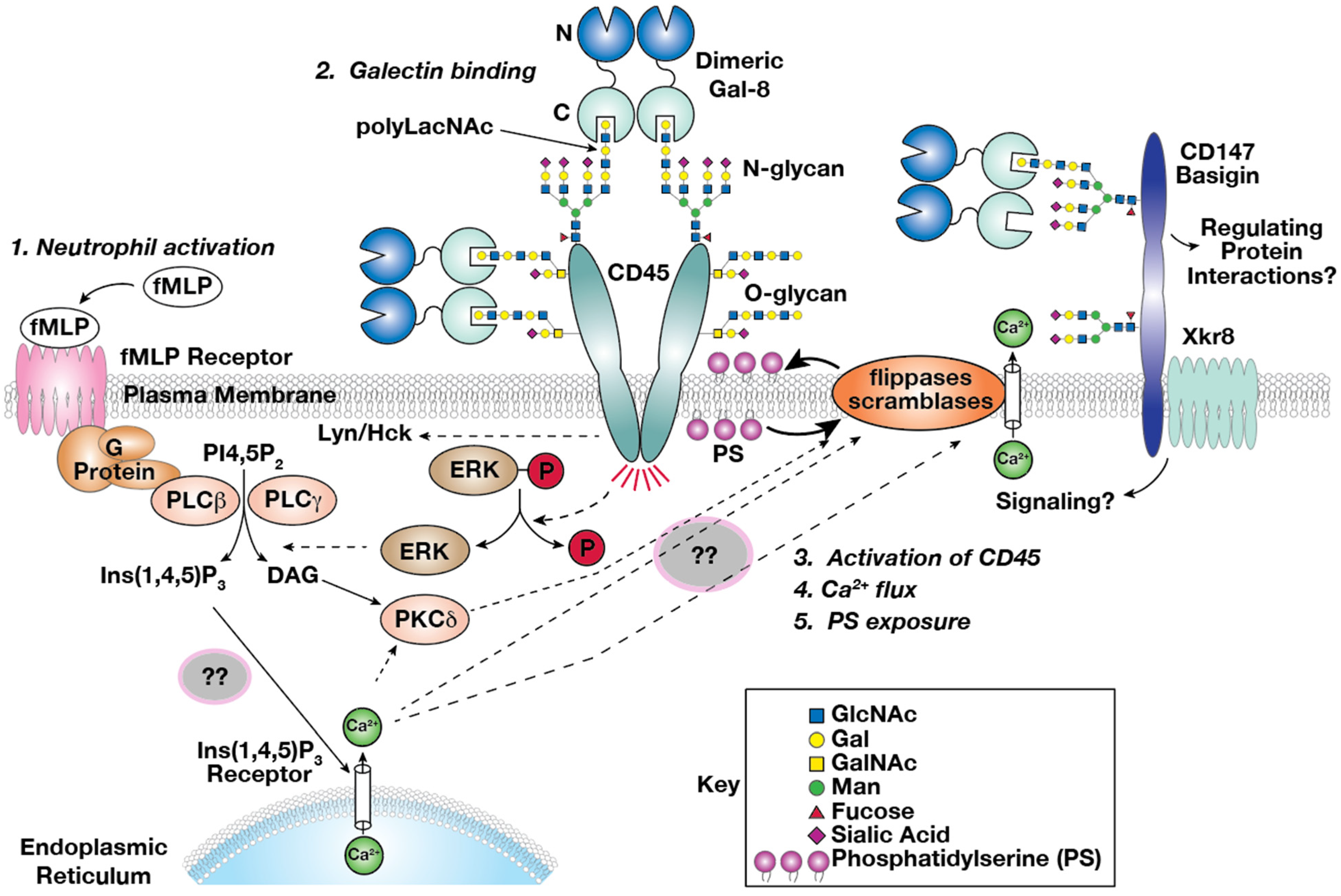 Biomolecules 15 01243 g009 Biomolecules 15 01243 g009
