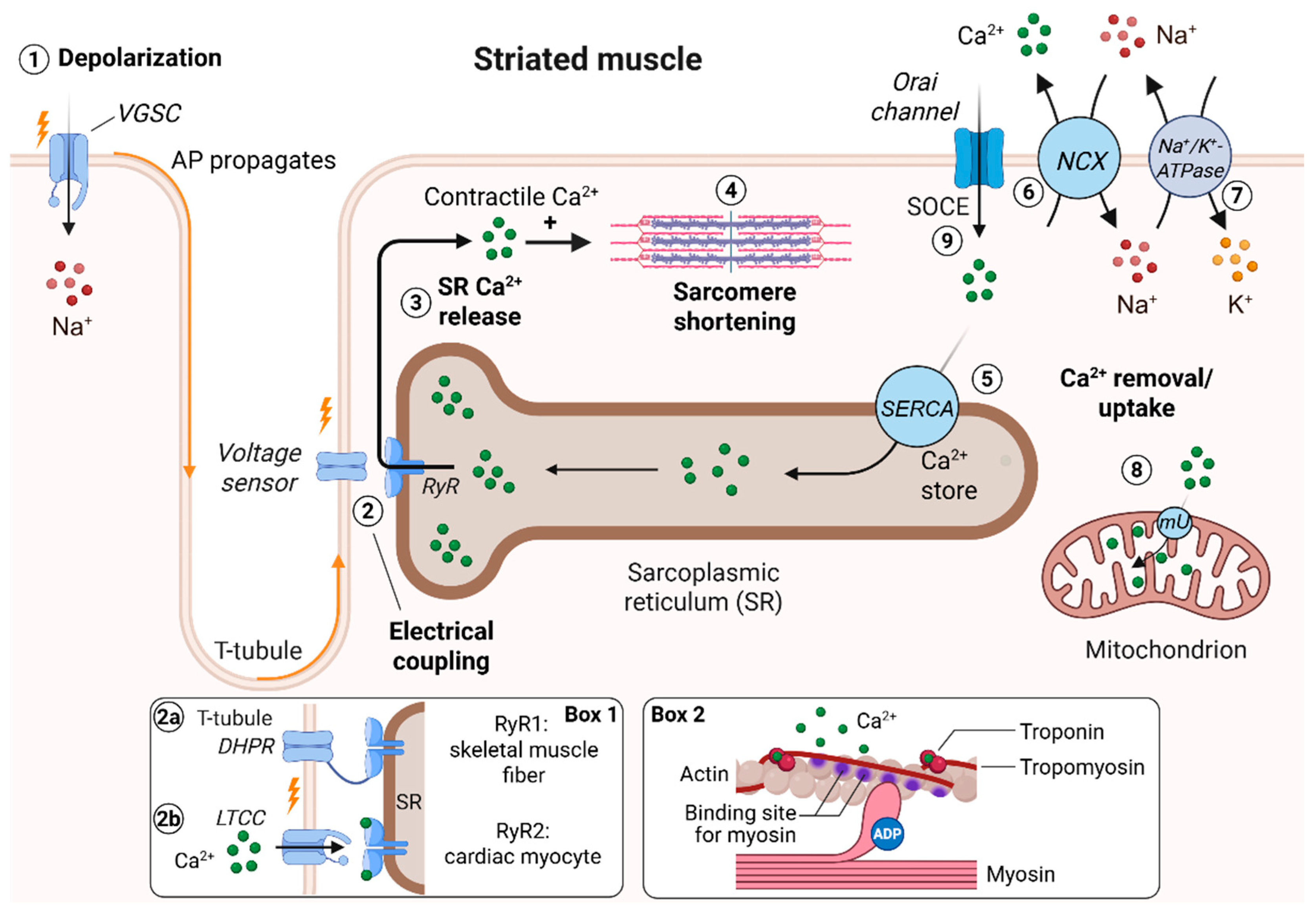 Biomolecules 15 01244 g001 Biomolecules 15 01244 g001